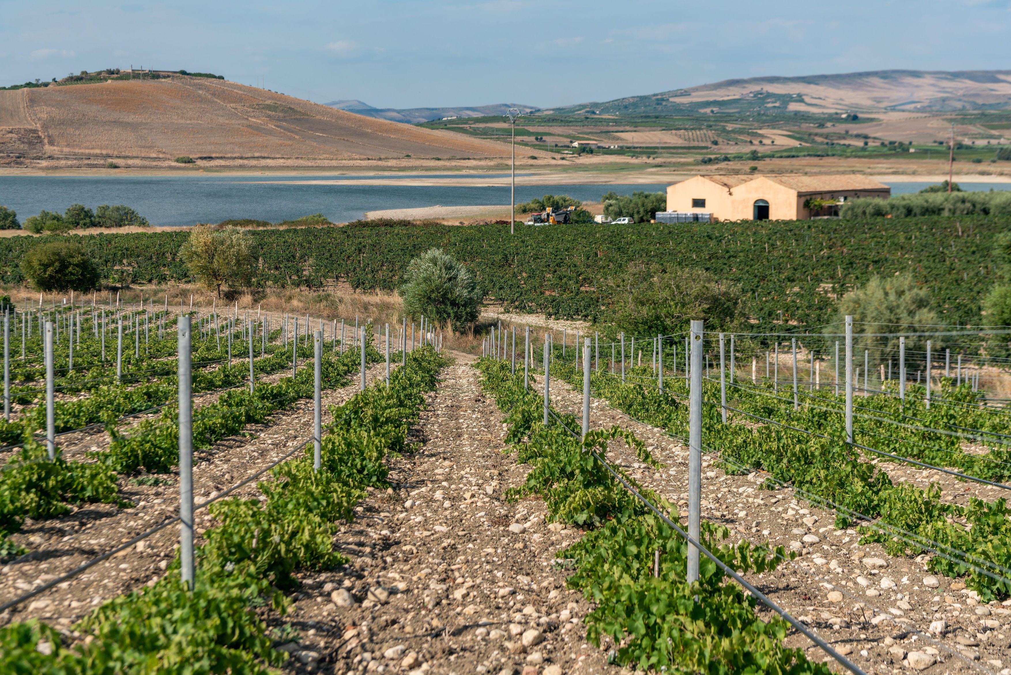 vineyards at Lago Arancio, Sambuca, Sicily, Italy