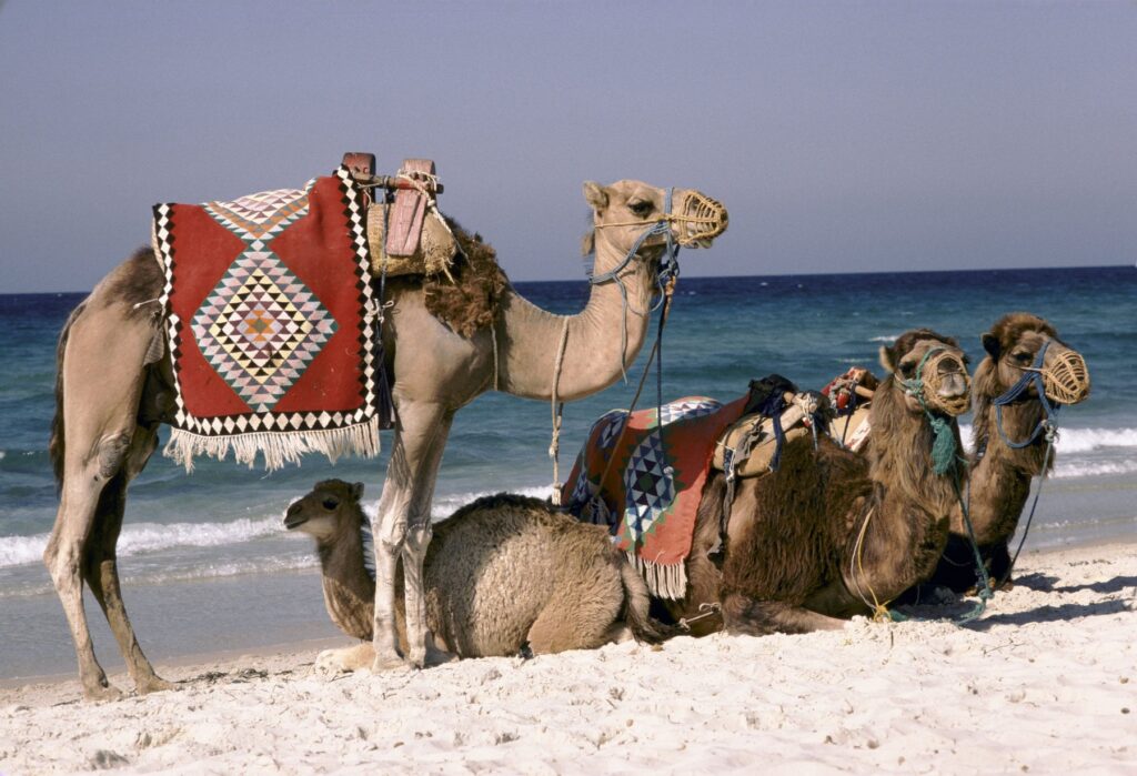 Image: 4426673, License: Rights-managed, Restrictions: , Model Release: no, Credit line: Martin Mayer / Alamy / Profimedia