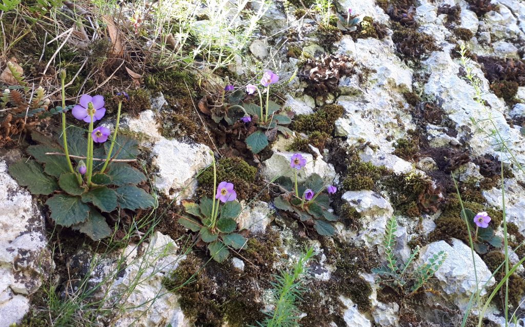 fotografije Sićevačka klisura i Srpska ramonda