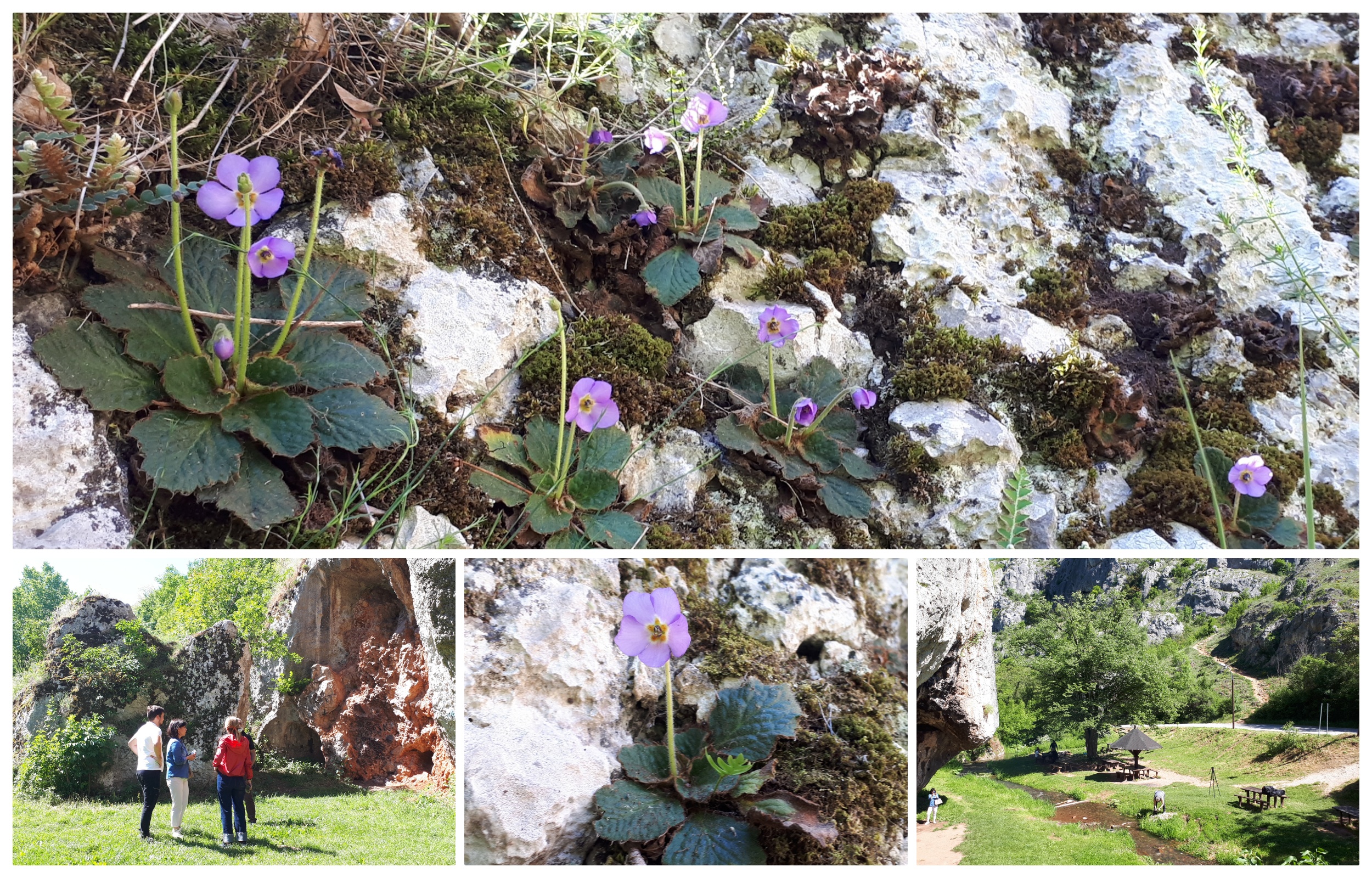 fotografije Sićevačka klisura i Srpska ramonda