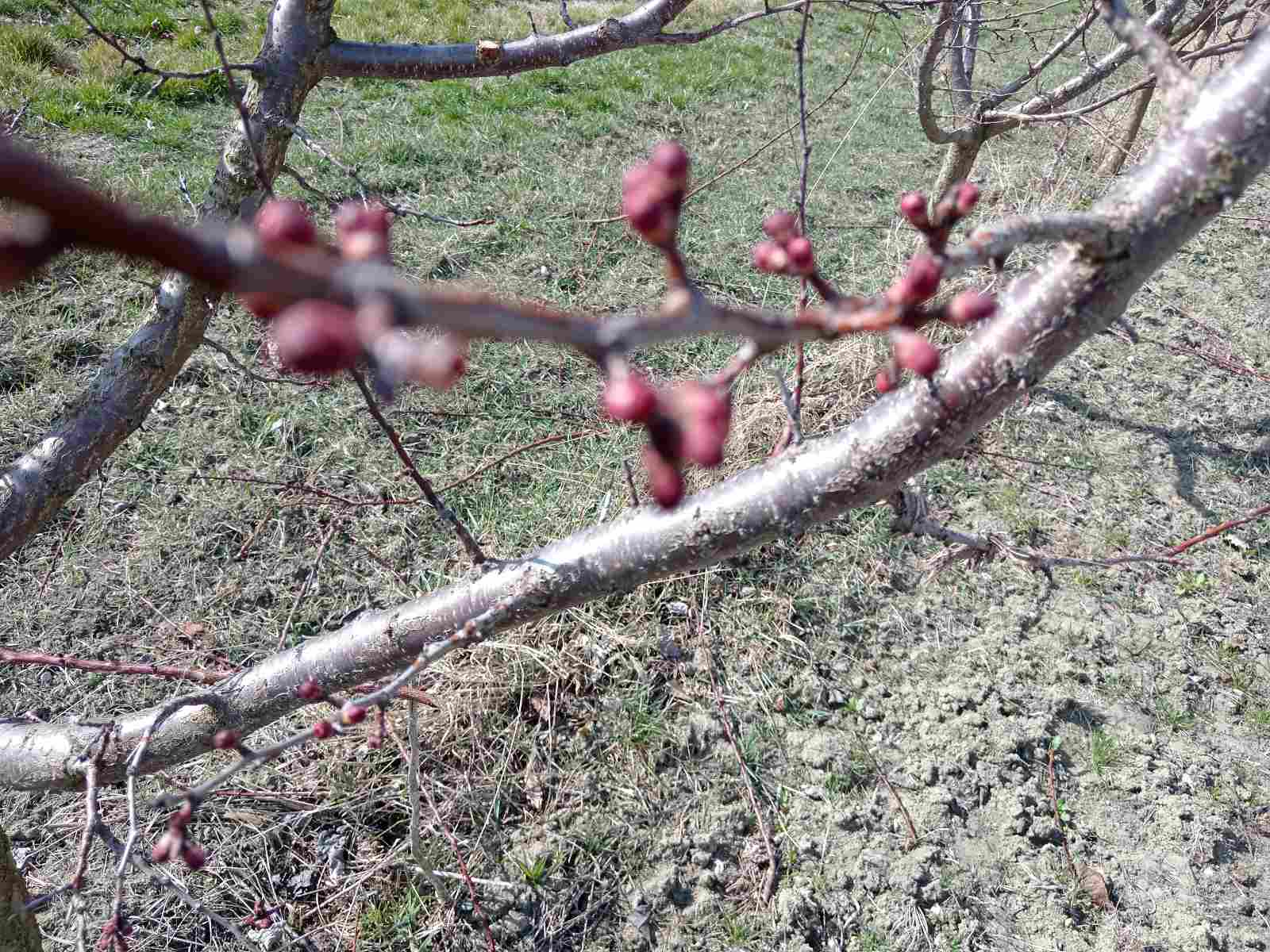 Rezidba voća u čačanskom kraju je počela, ali, kako kažu voćari, nepovoljni klimatski uslovi će uticati na prinos. Očekuju neizvesnu sezonu