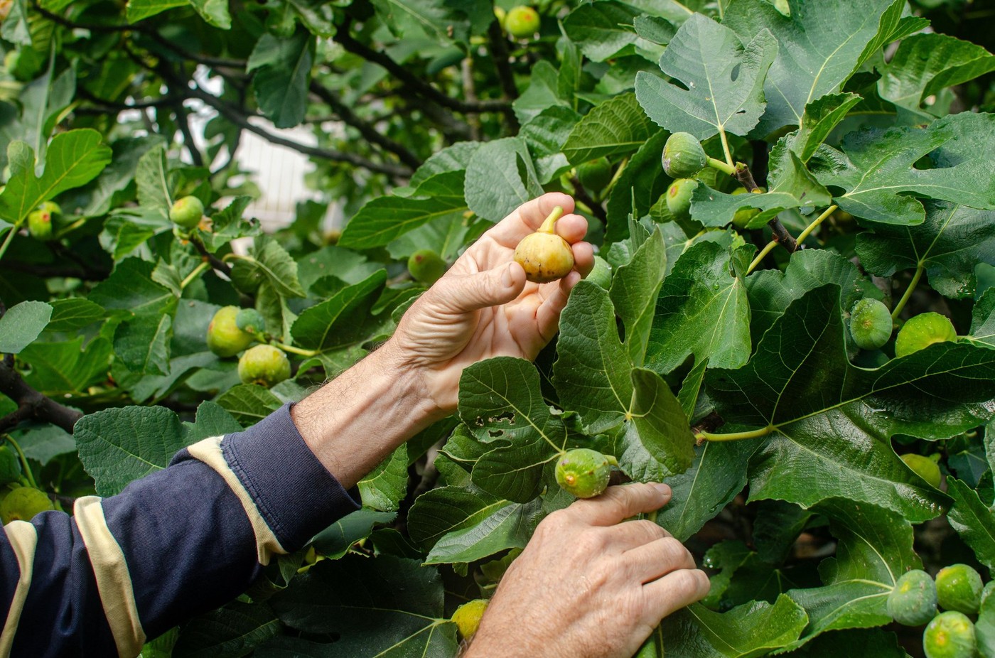 Man's hand collecting a fig from a tree
