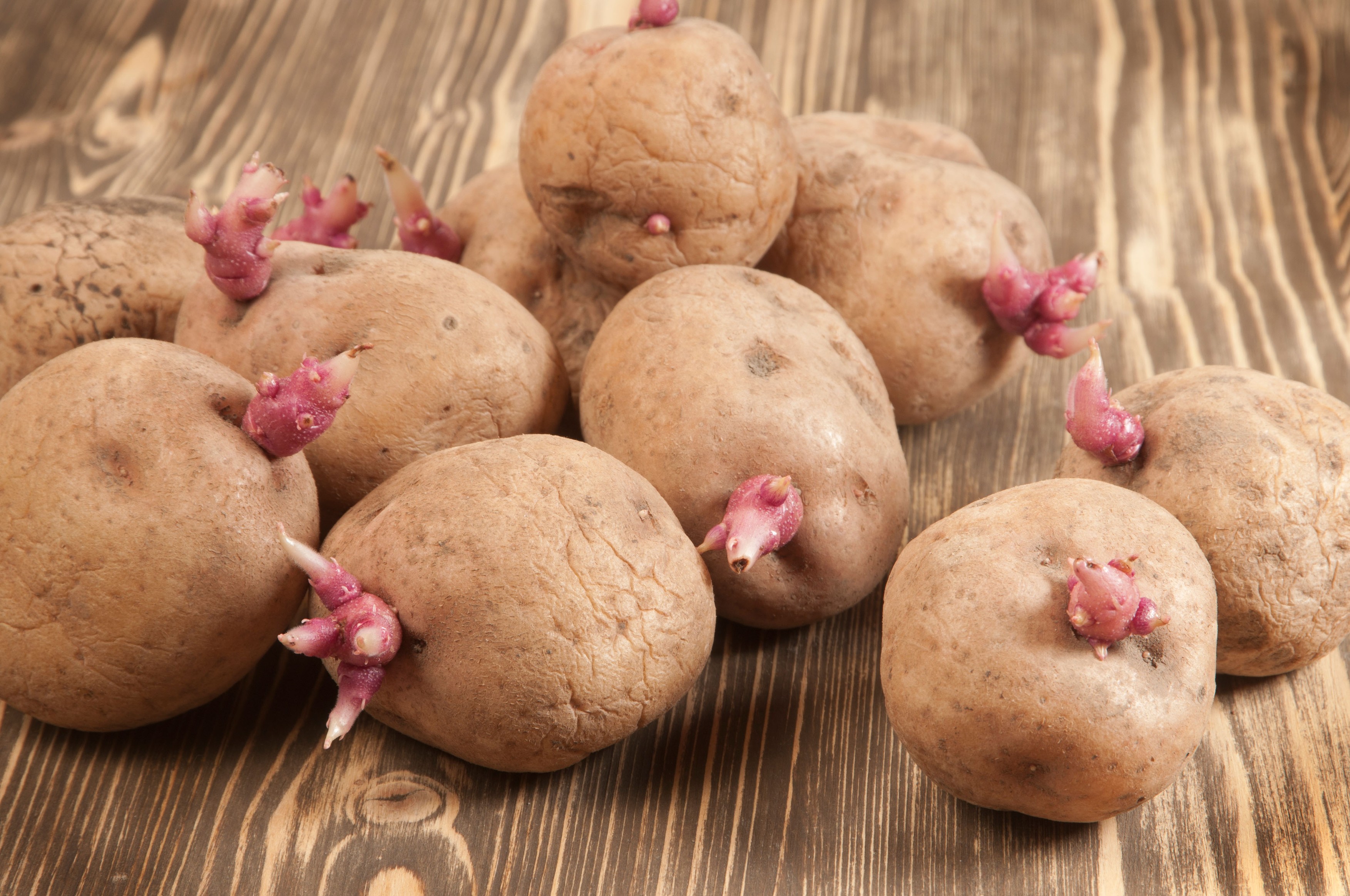 Potato bulbs with young sprouts on a wooden table