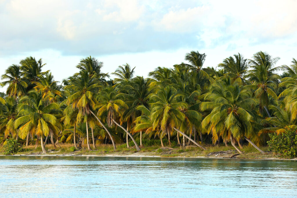 SURVIVOR 2023, Dominikana