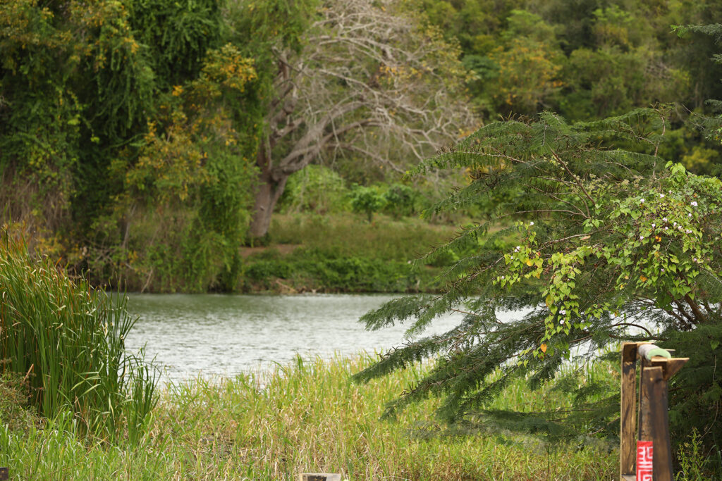 SURVIVOR 2023, Dominikana