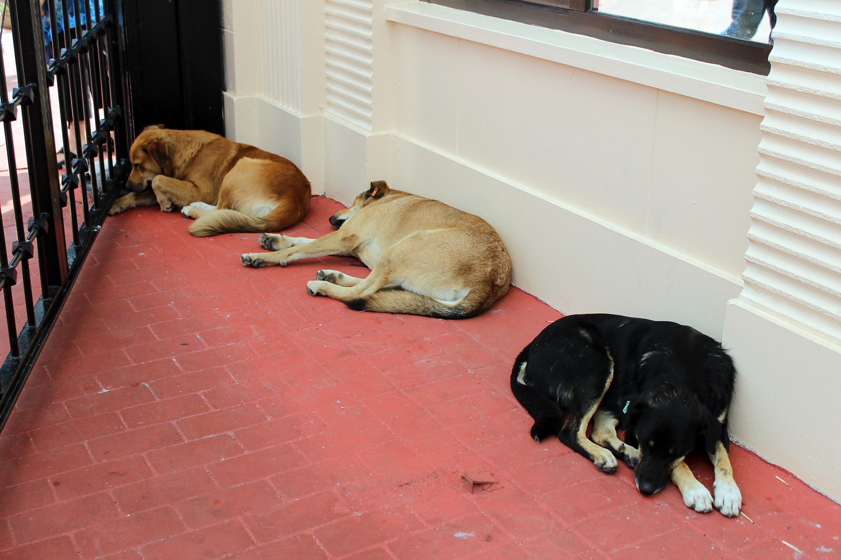 Sleeping Stray Dogs outside in Istanbul,Image: 262971044, License: Royalty-free, Restrictions: , Model Release: no, Credit line: Gökhan Bozkaya / Alamy / Alamy / Profimedia