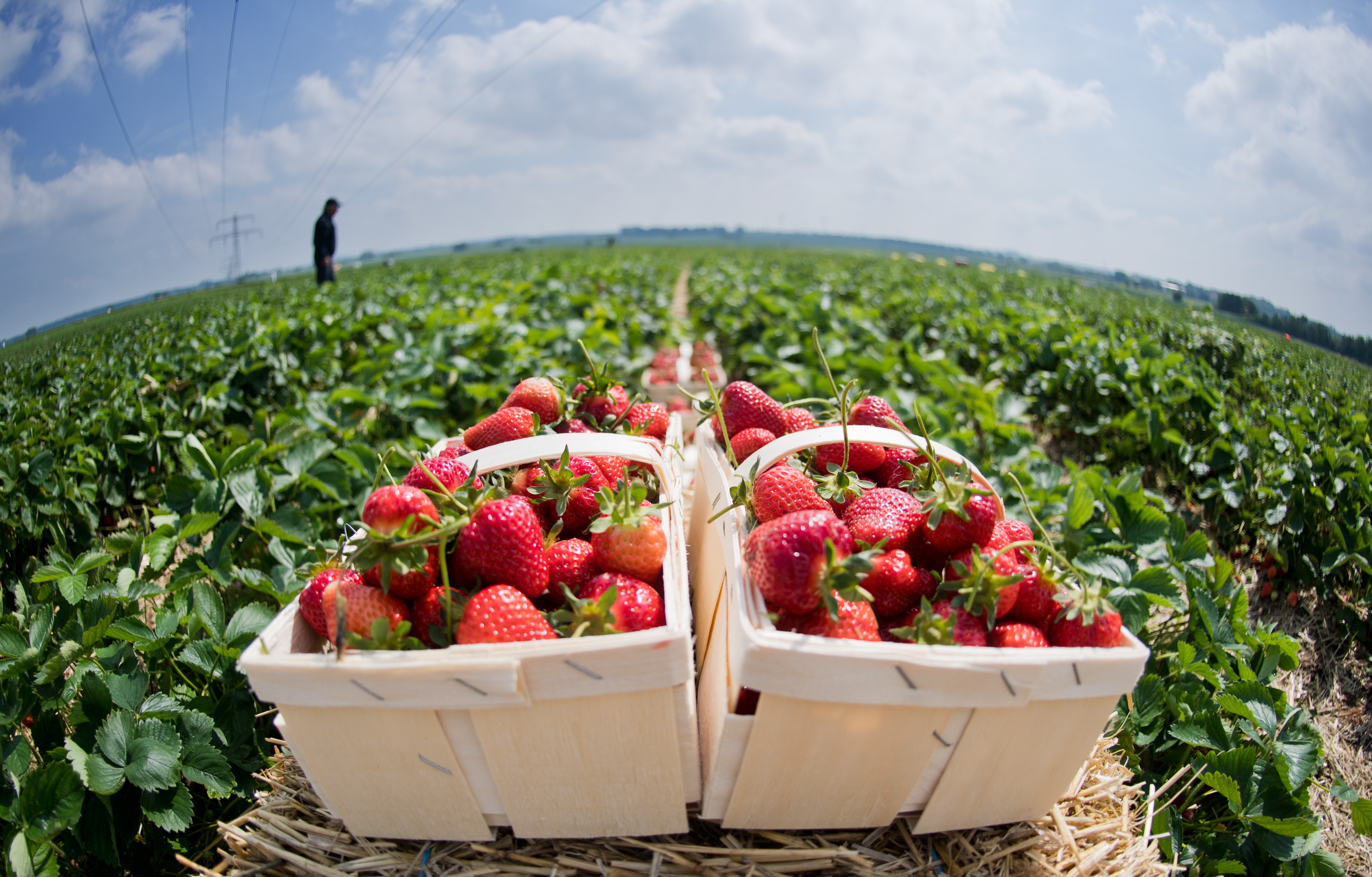 Strawberries harvest