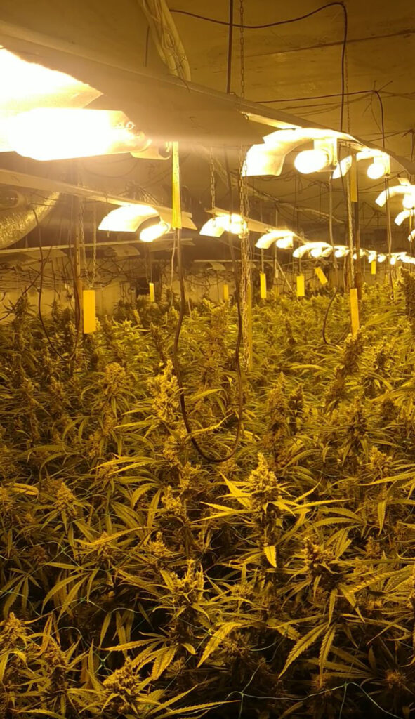 laboratorije marihuane na Kosovu