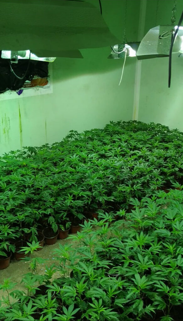 laboratorije marihuane na Kosovu