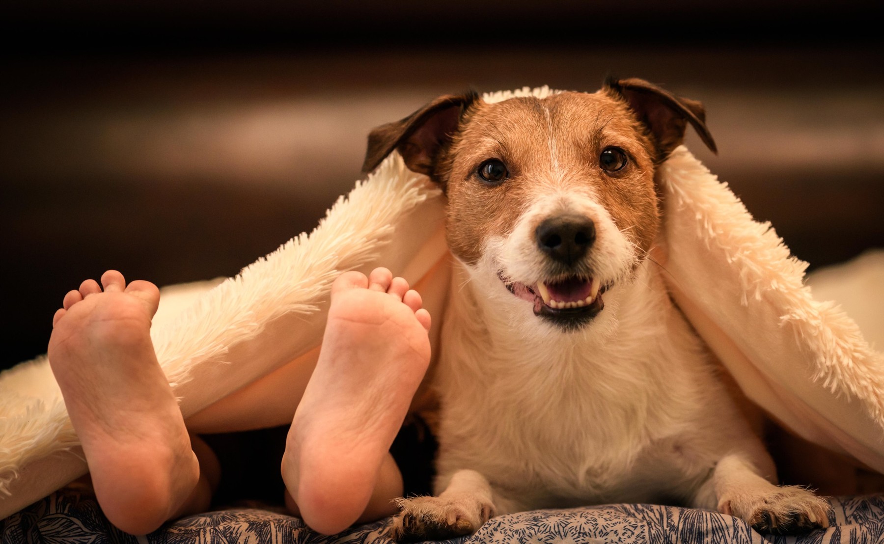 Cosy and humor scene with human kids foots and adorable dog under duvet on bed