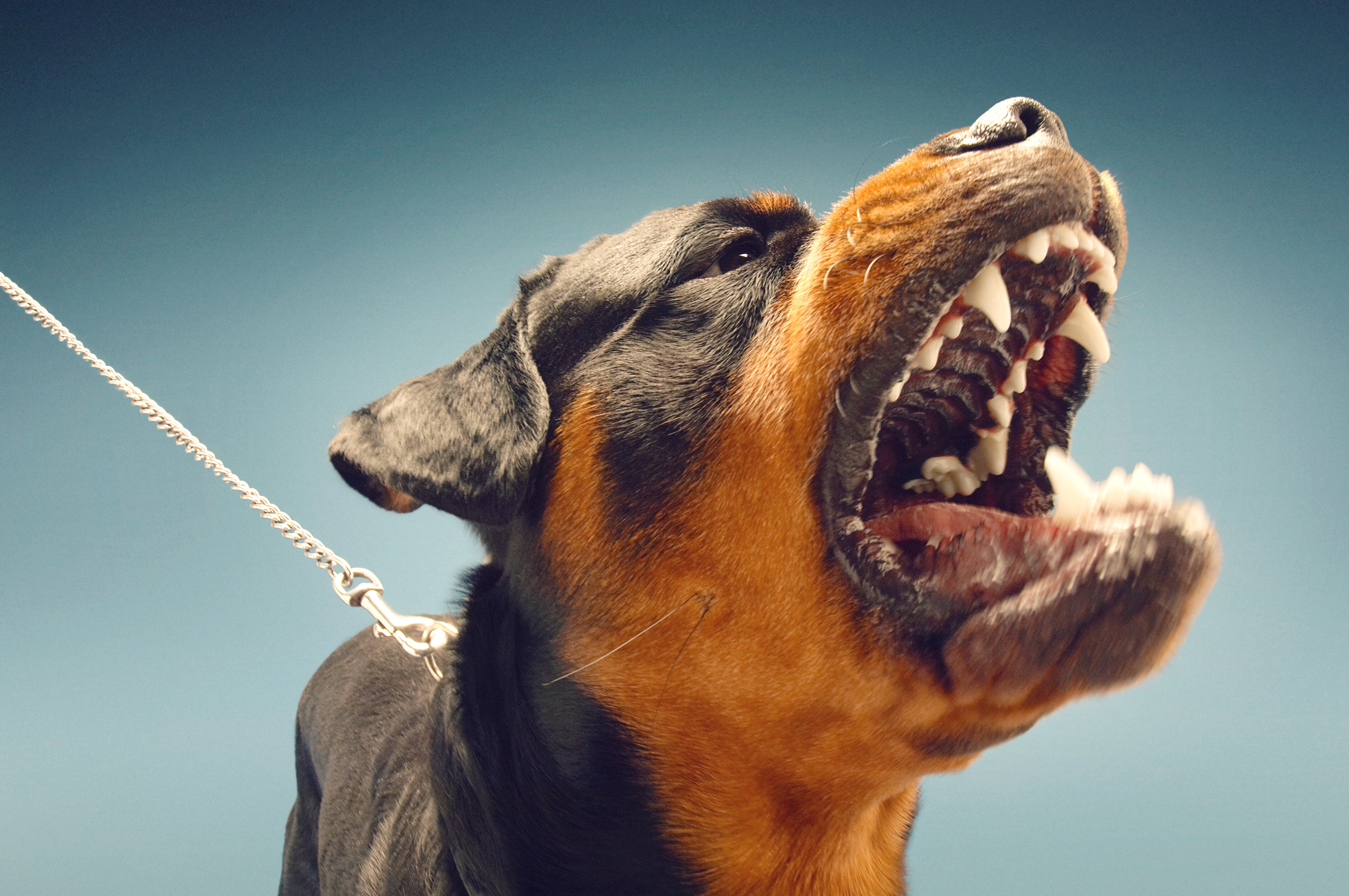 Ferocious,Rottweiler,Barking,On,Blue,Background