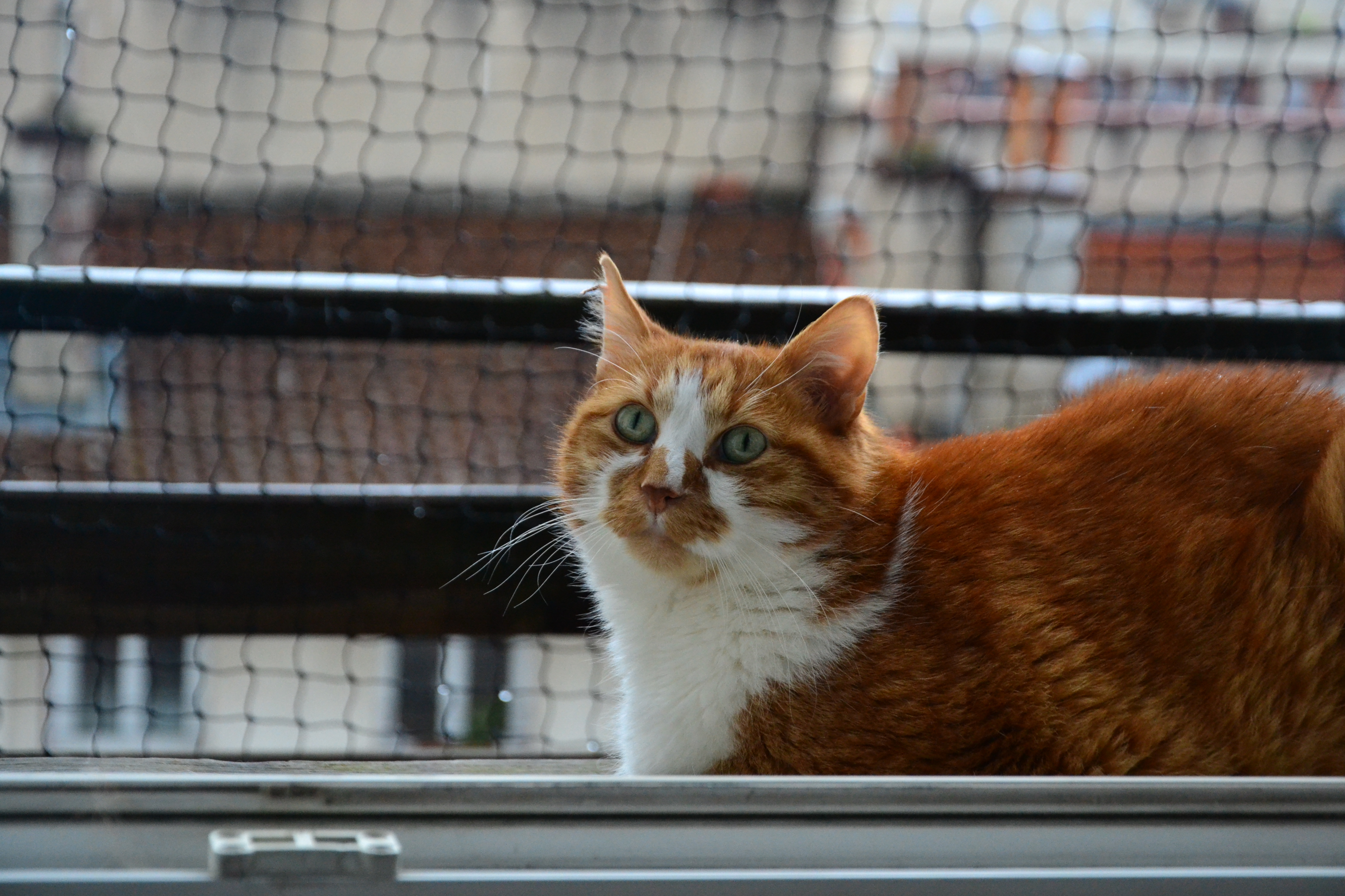 Portrait,Of,A,Big,Ginger,And,White,Cat,Lying,On