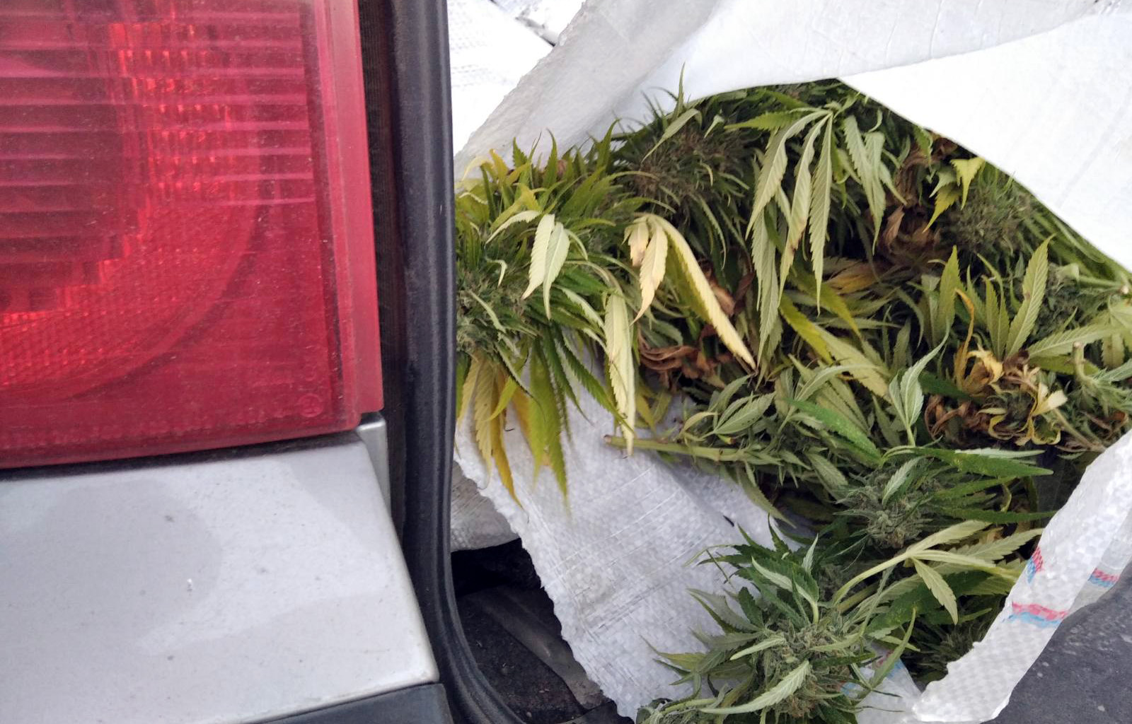 zaplenjena marihuana