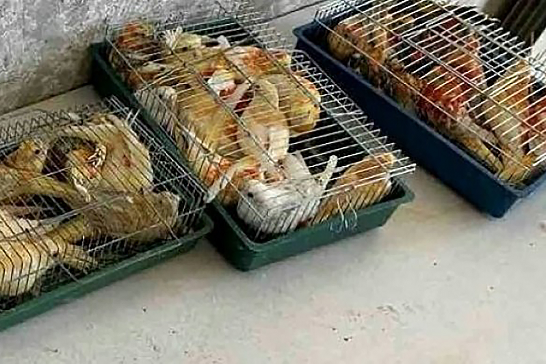 papagaji švercovanje