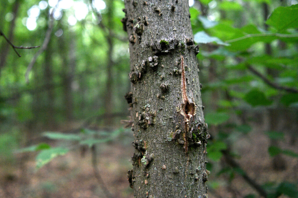 Subotica, Makova sedmica 16.08.2023. Migranti, migrantska ruta, švercerska ruta Foto: Filip Krainčanić/Nova.rs