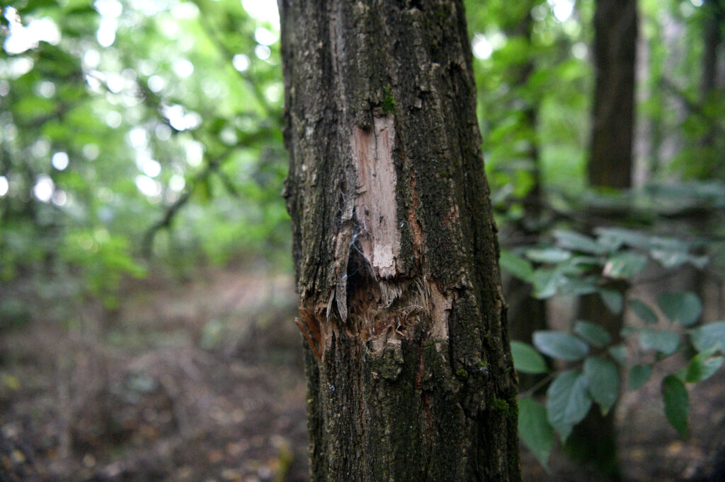 Subotica, Makova sedmica 16.08.2023. Migranti, migrantska ruta, švercerska ruta Foto: Filip Krainčanić/Nova.rs