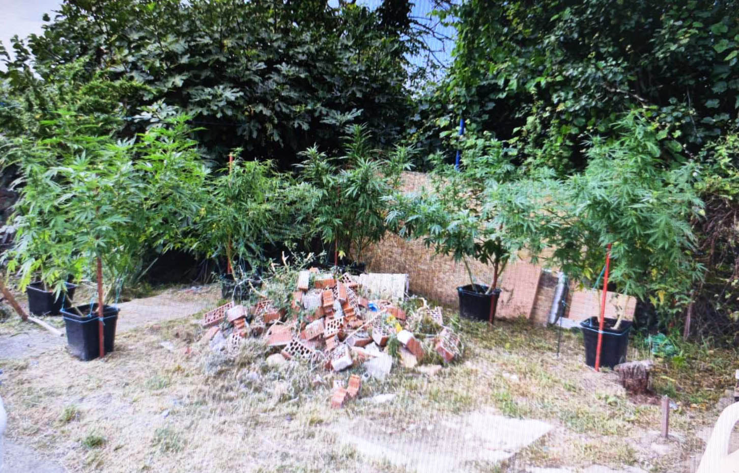 droga marihuana opojna droga Sremska Mitrovica