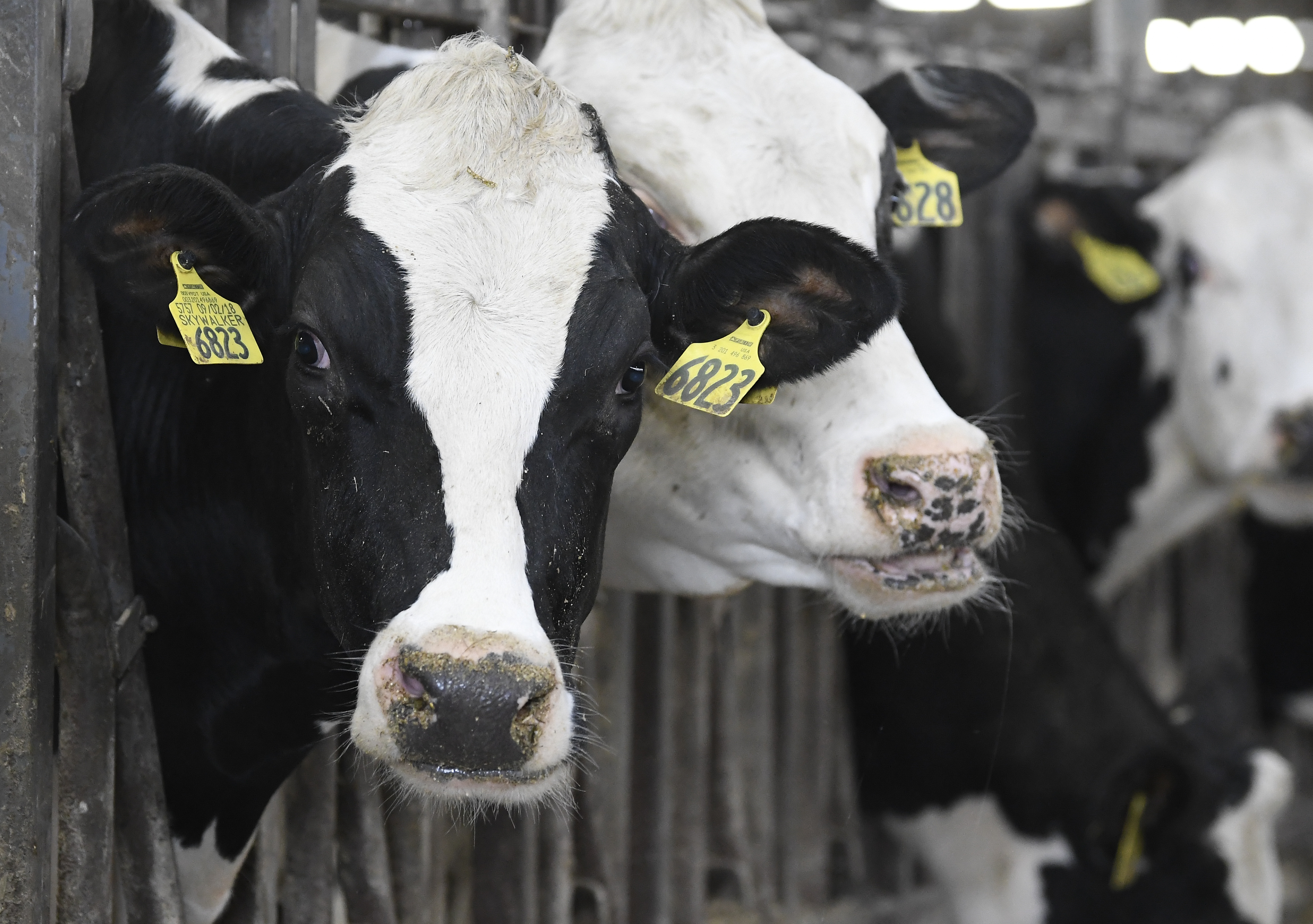 Farm workers Krave farma