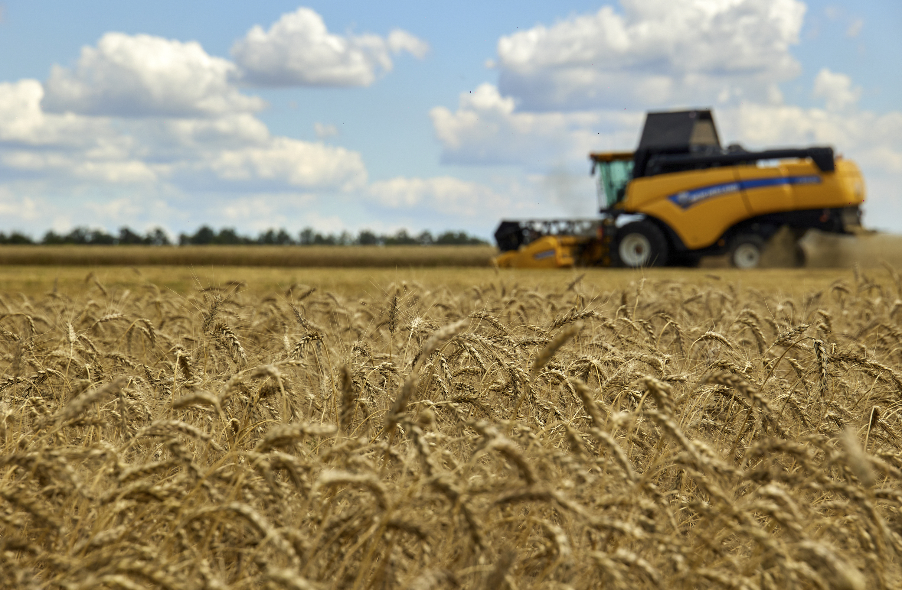 Harvest in Kharkiv area psenica žito