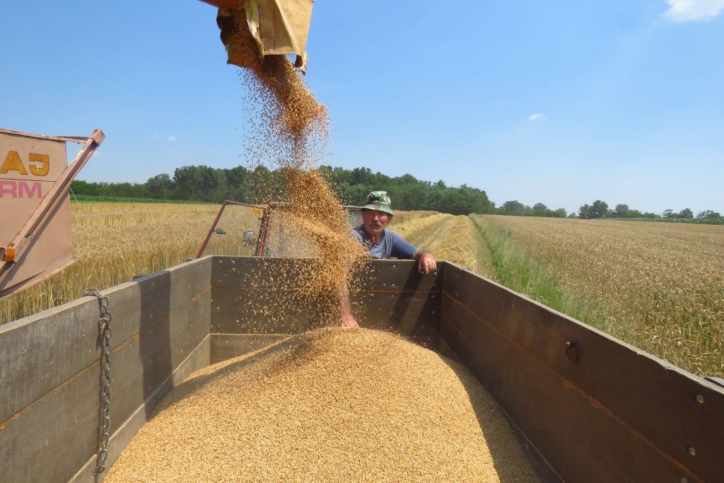 Banjani, 2.07.2020. - Zetva psenice u Banjanima kod Uba je u toku. (BETAPHOTO/MILAN TIMOTIC/DS)