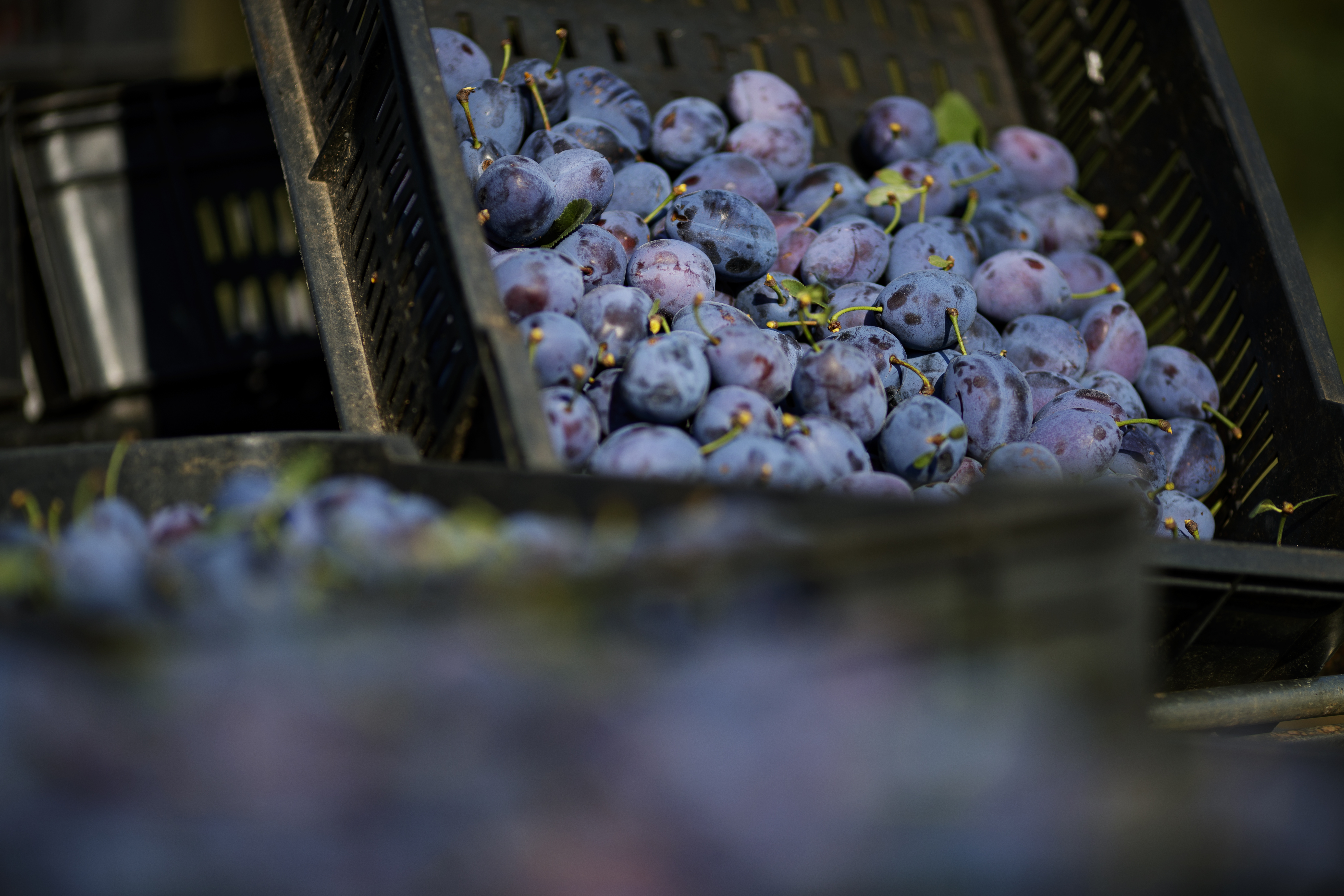 Plum harvest