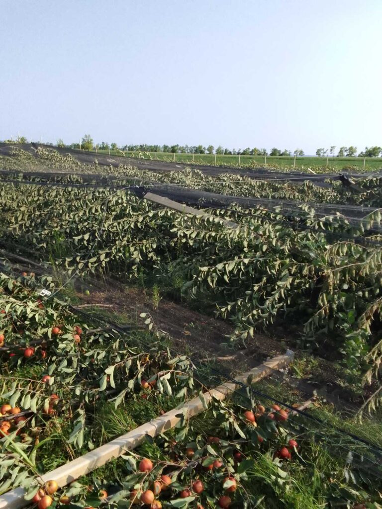 Bačka Palanka unisten vočnjak