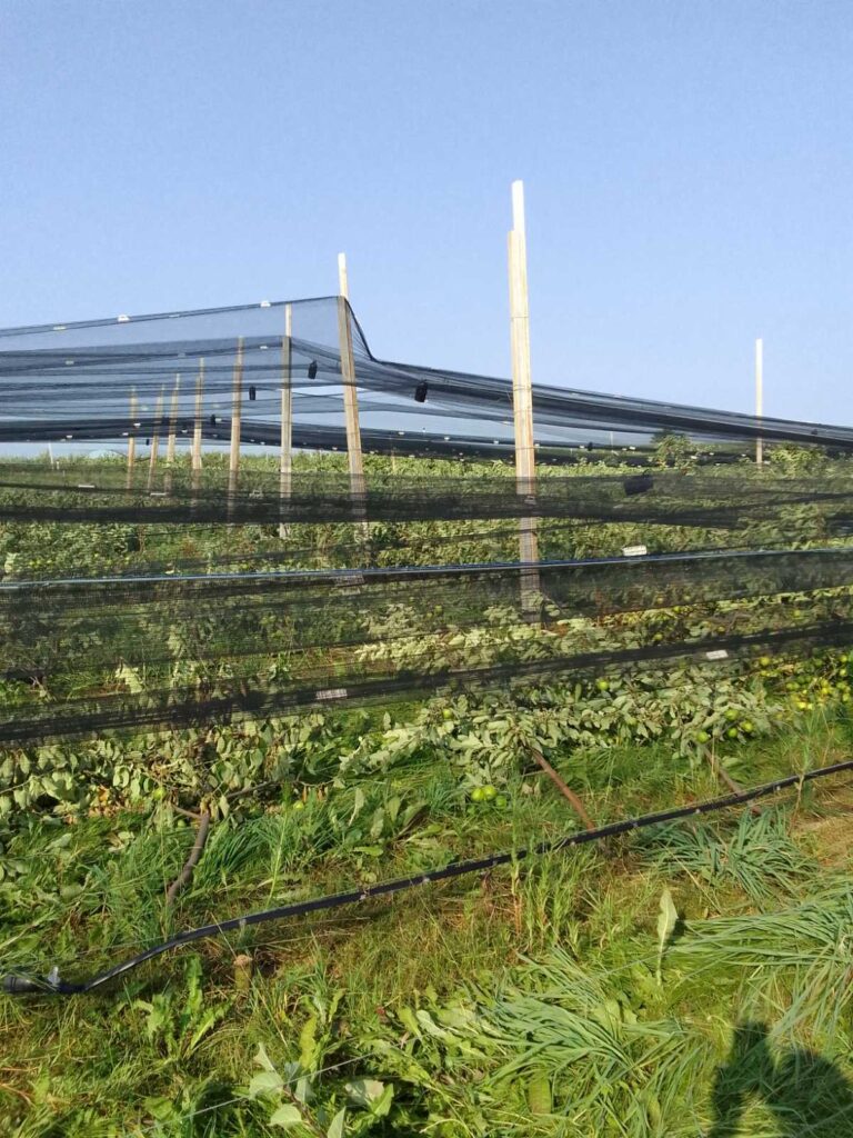 Bačka Palanka unisten vočnjak