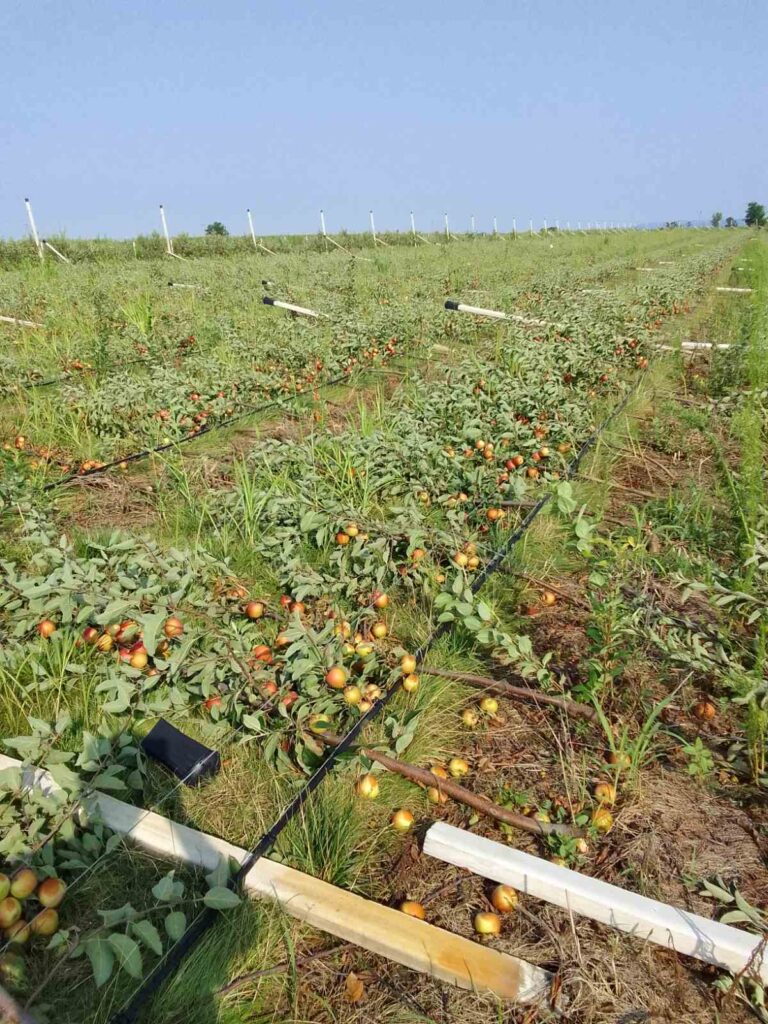 Bačka Palanka unisten vočnjak
