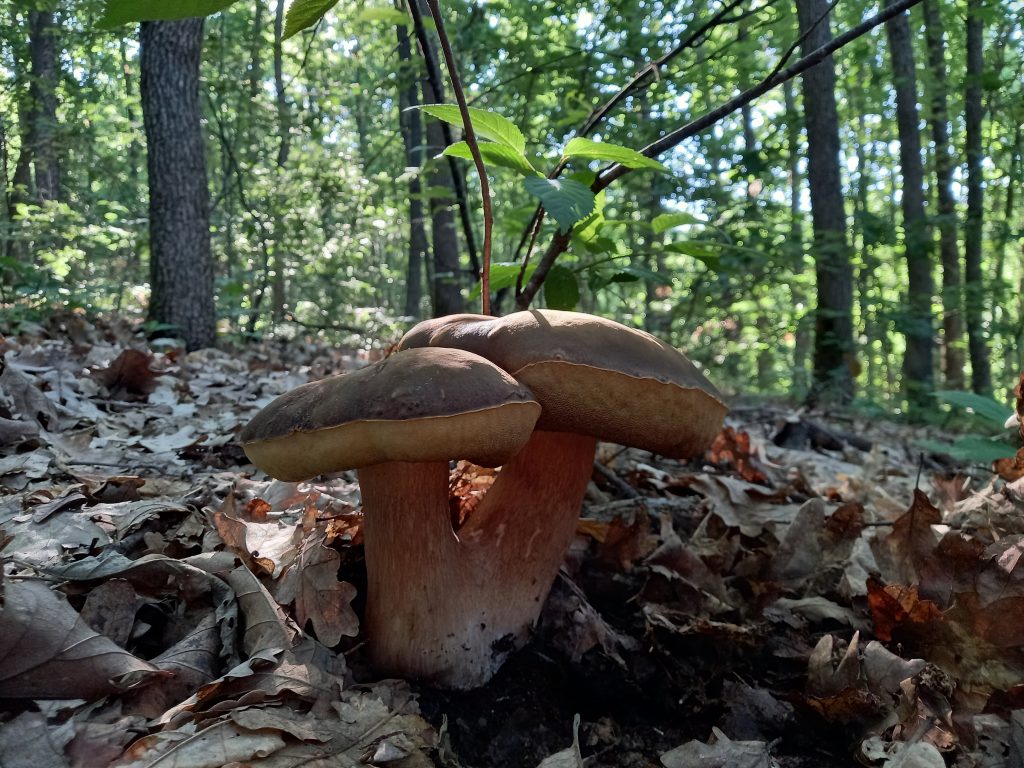 Berači pečuraka, pečurke poslao Nenad Božović