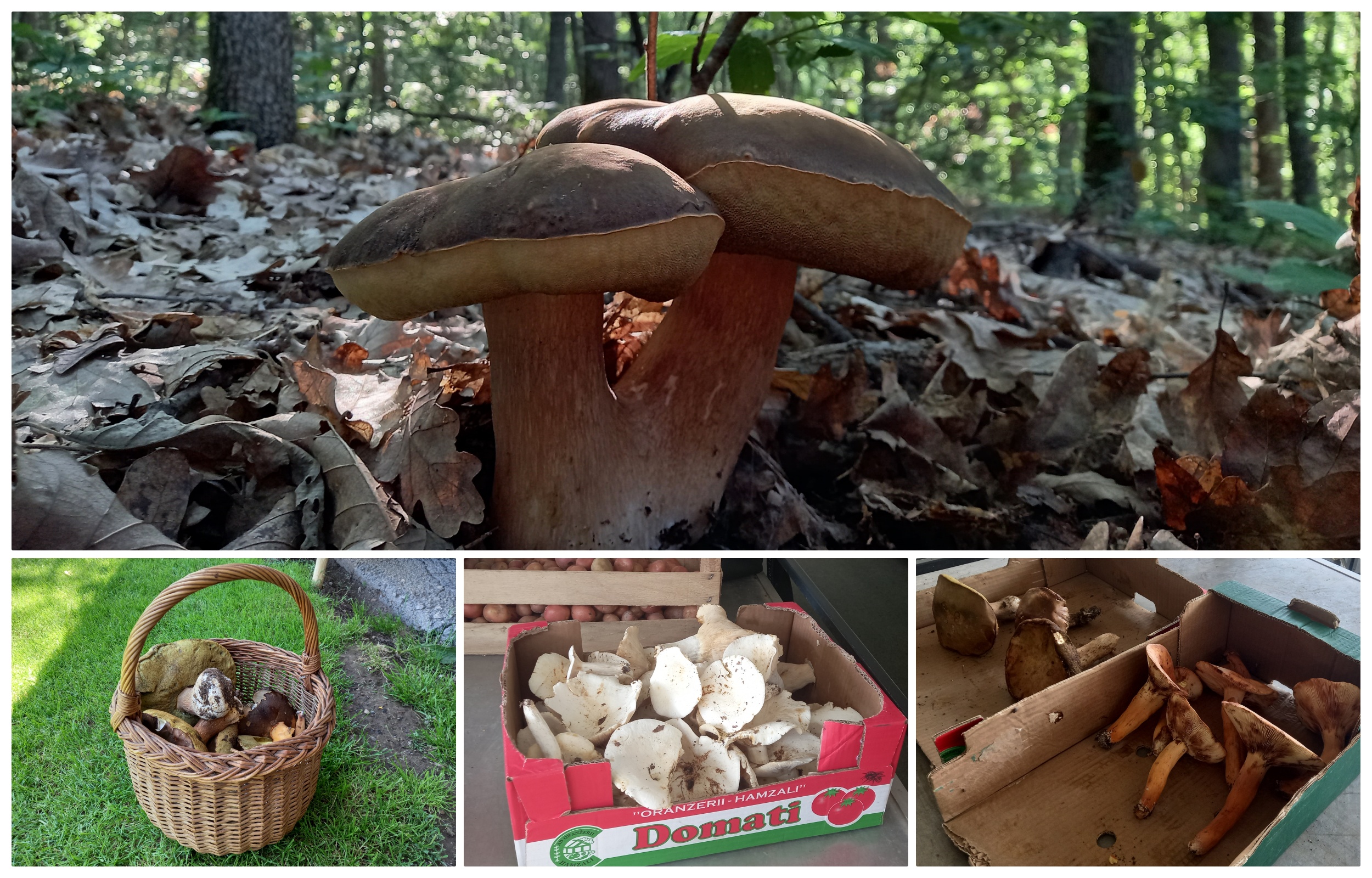 Berači pečuraka, pečurke poslao Nenad Božović