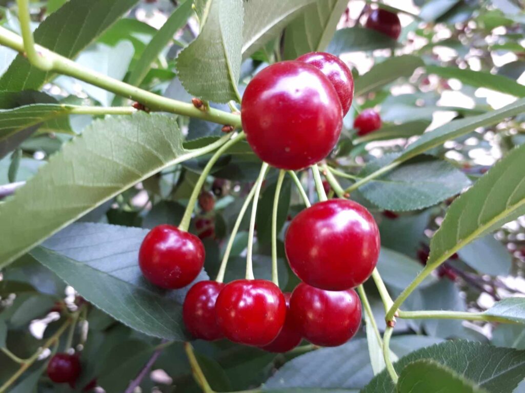 Visnje Berba visanja