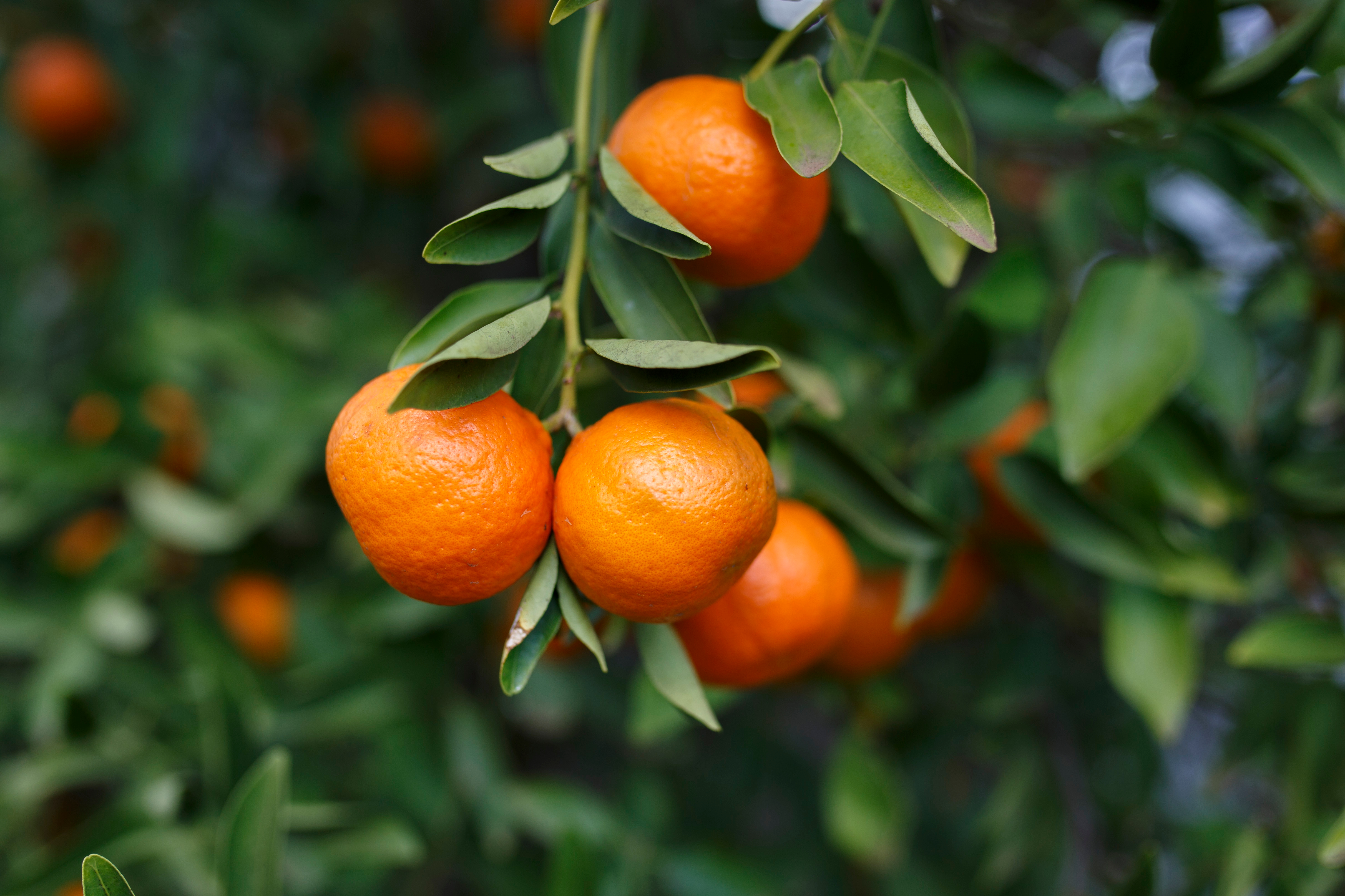 Mandarine Foto: Shutterstock