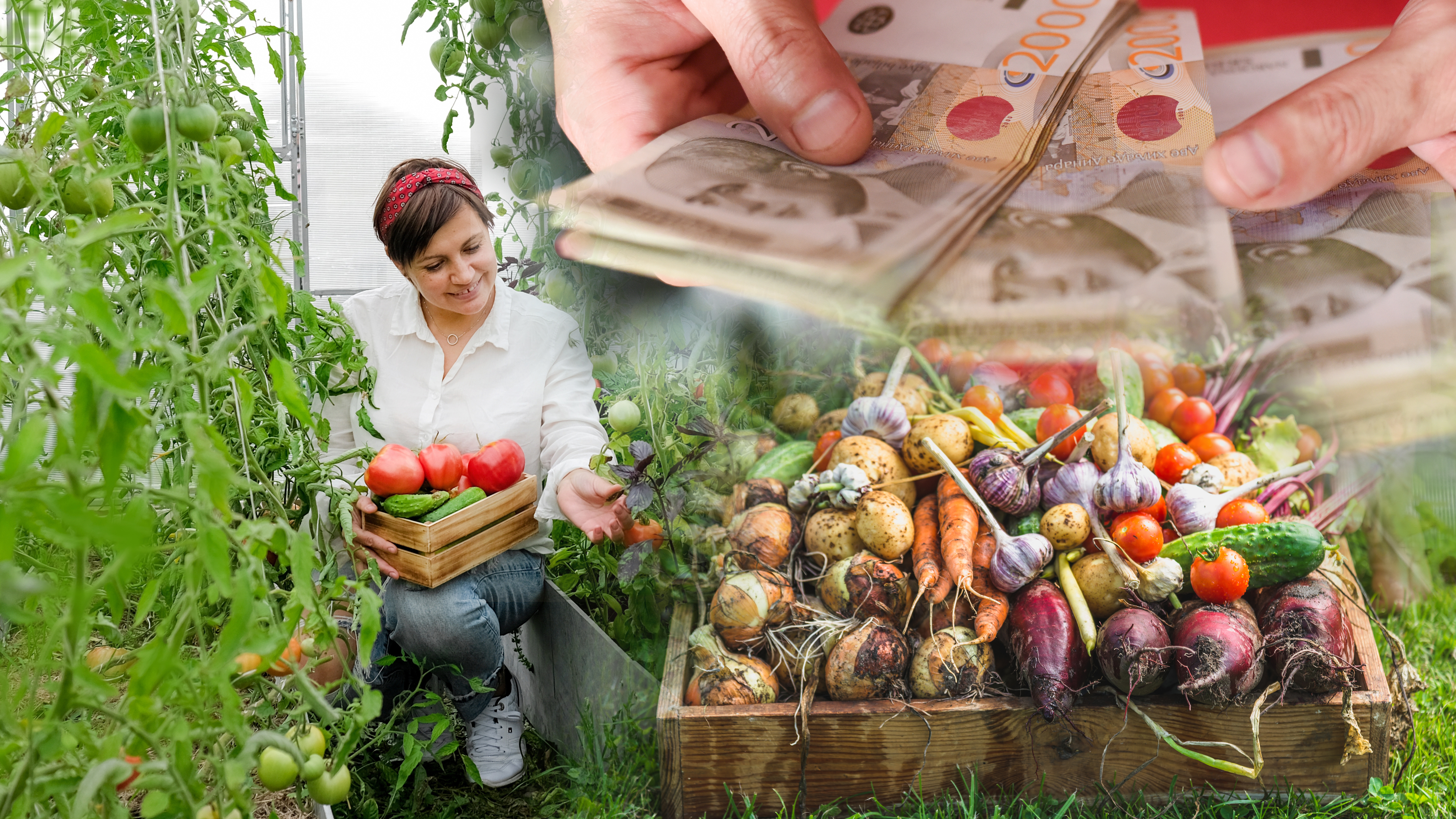 A,Farmer,Female,Working,In,Organic,Greenhouse.,Woman,Growing,Bio