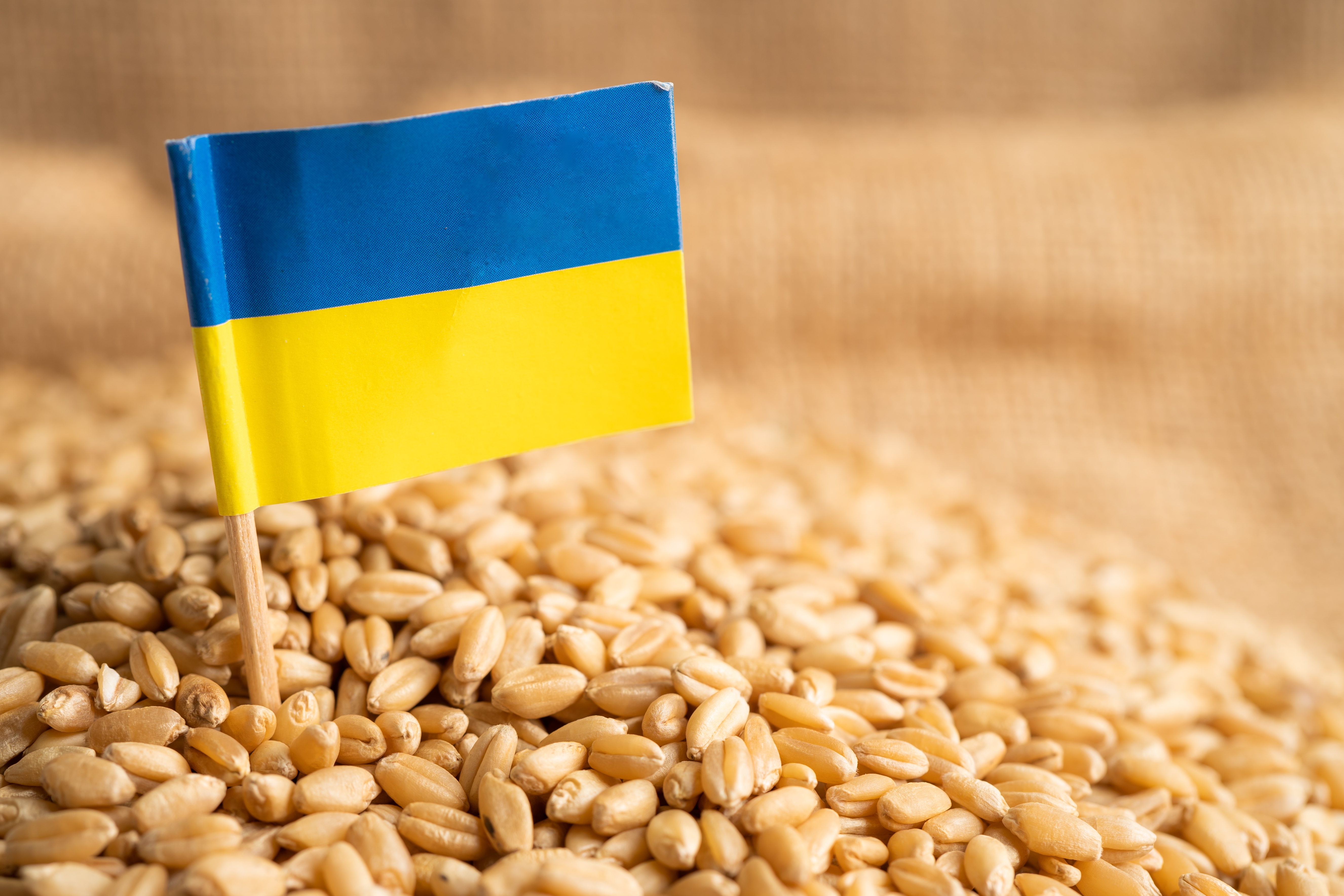 Grains,Wheat,With,Ukraine,Flag,,Trade,Export,And,Economy,Concept.