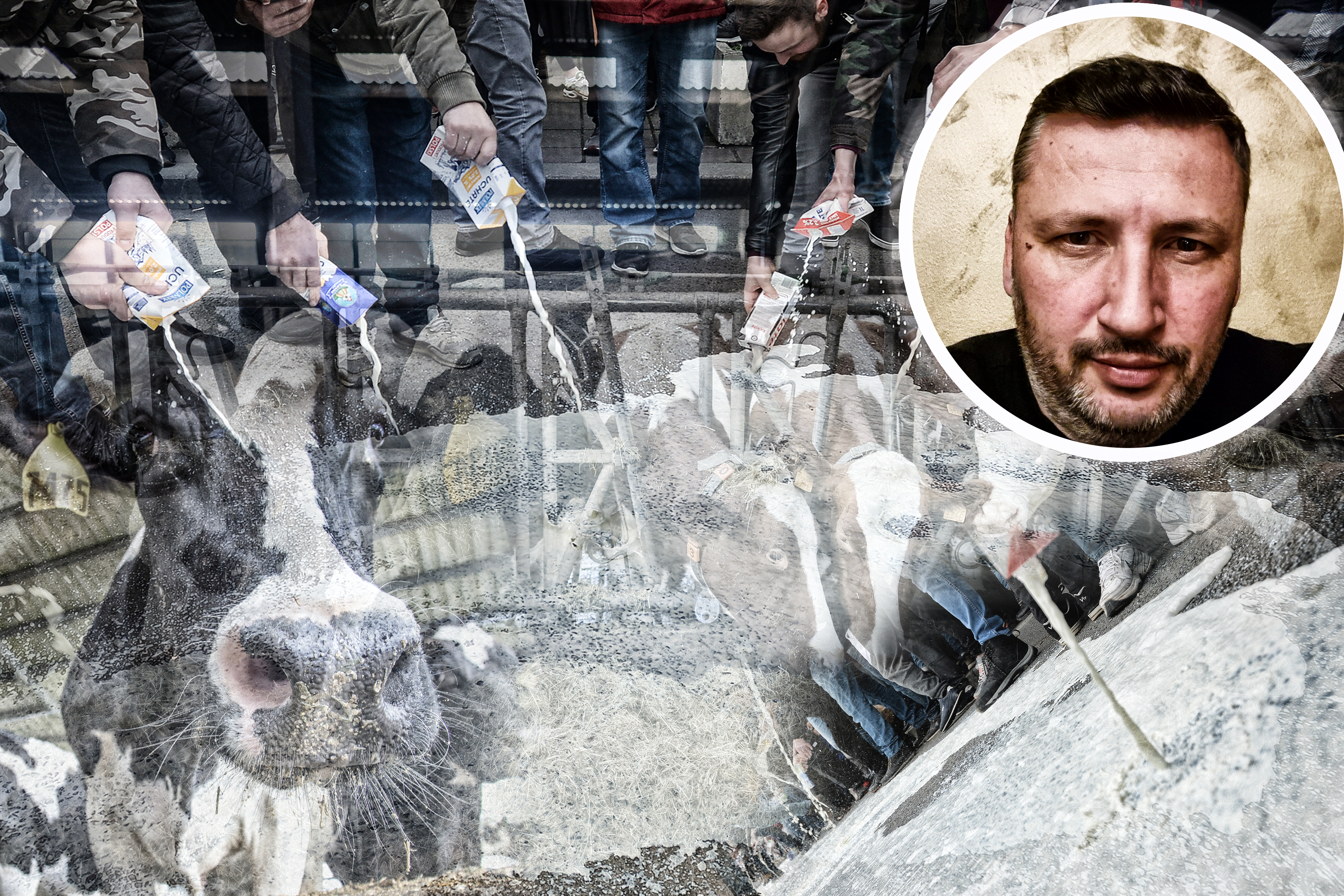 Dairy cow farming in Belgium