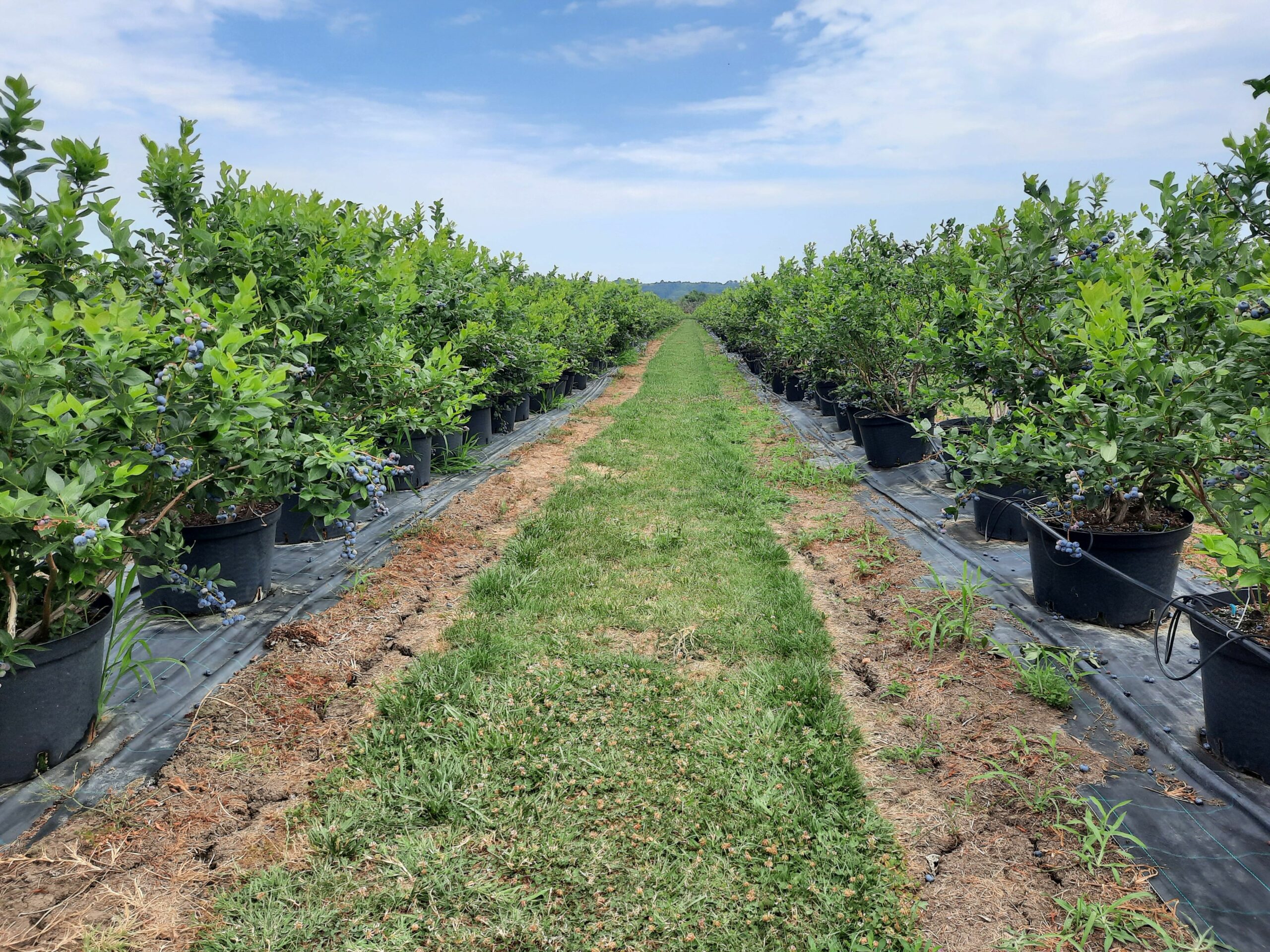 Vlada Luković,  borovnice