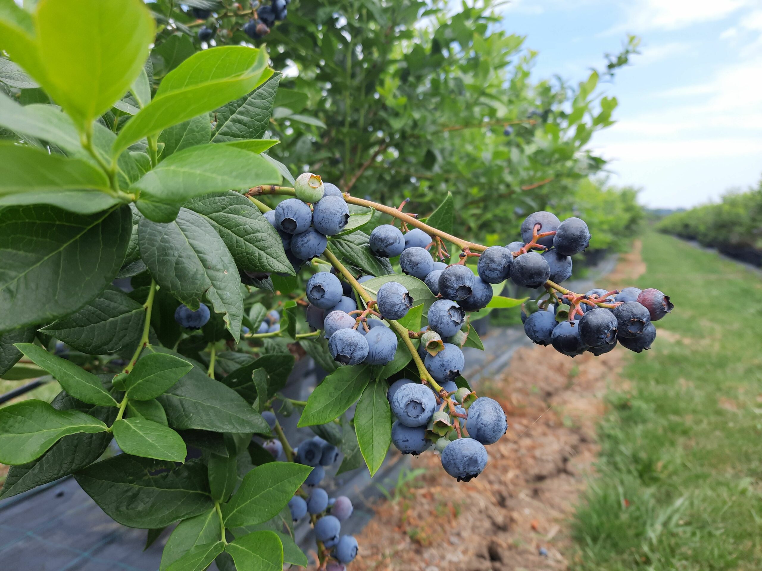 Vlada Luković,  borovnice