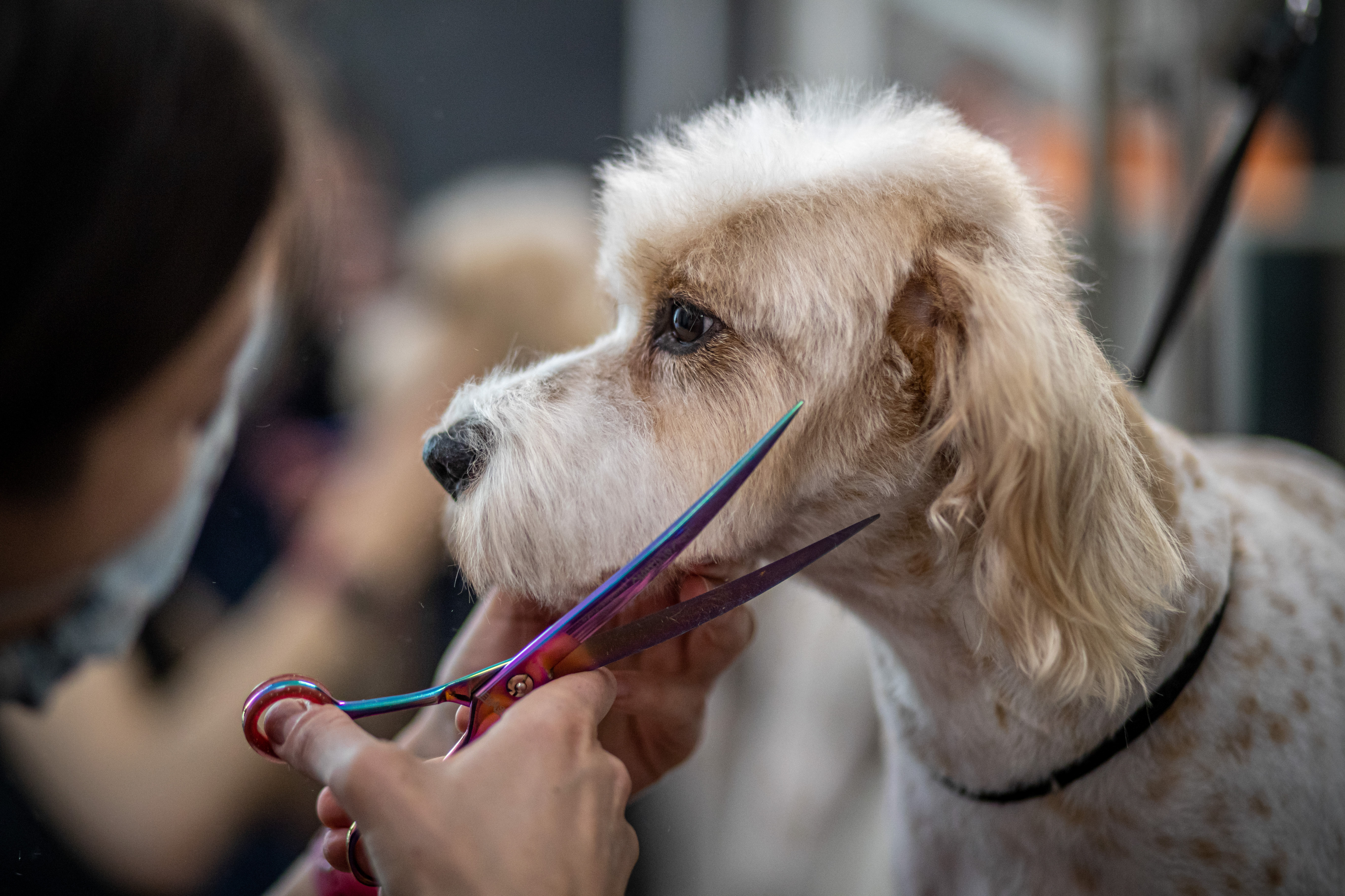 Salon za kućne ljubimce frizer za pse šišanje