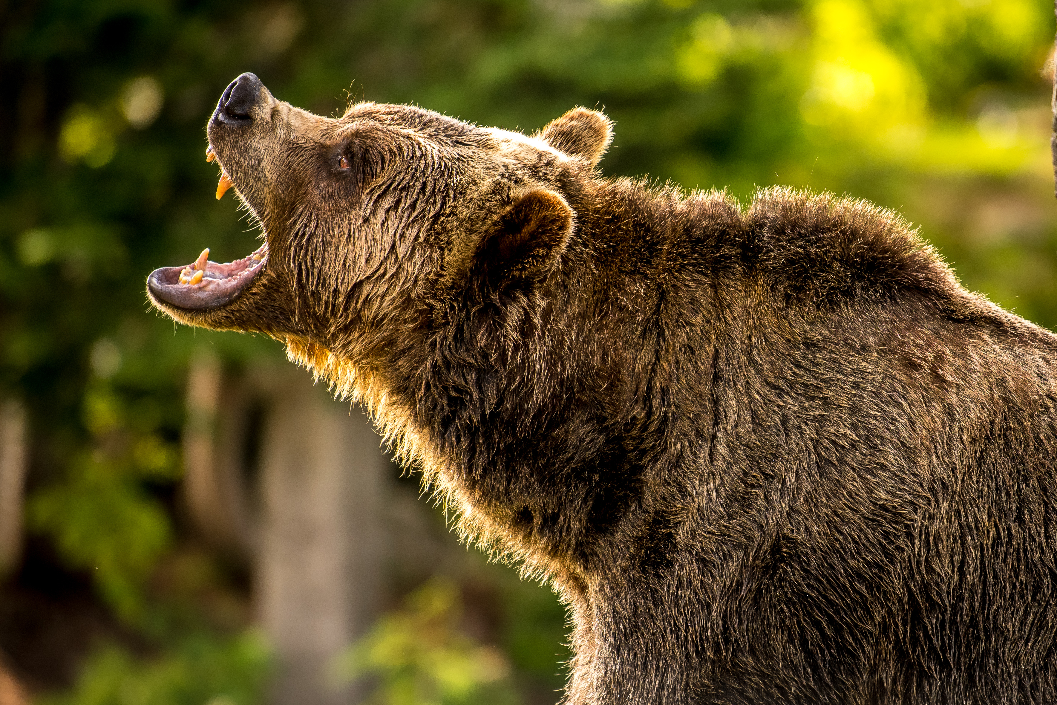 Adult,Grizzly,Bear,In,The,Forest