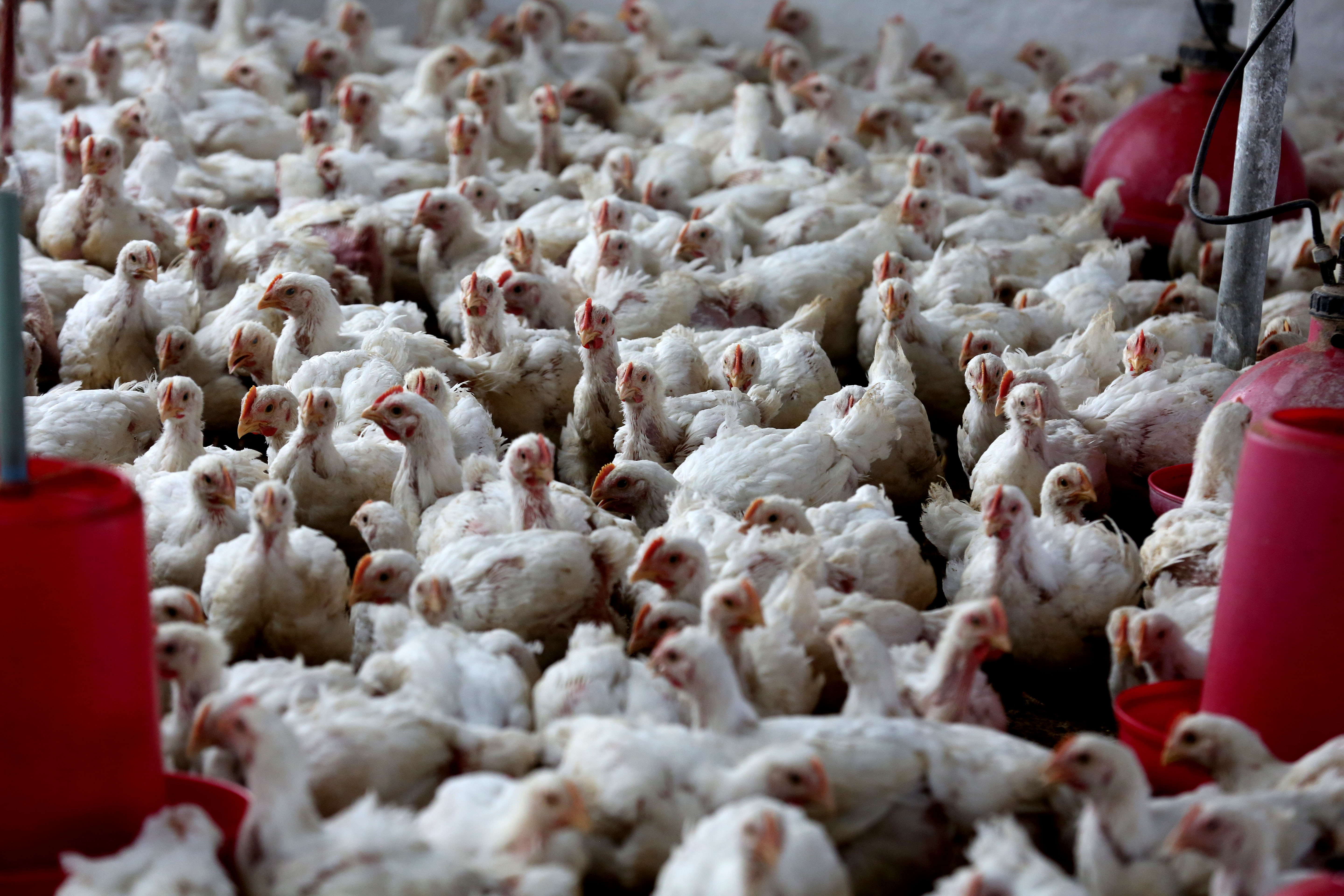 Avian Flu alert across Madhya Pradesh state