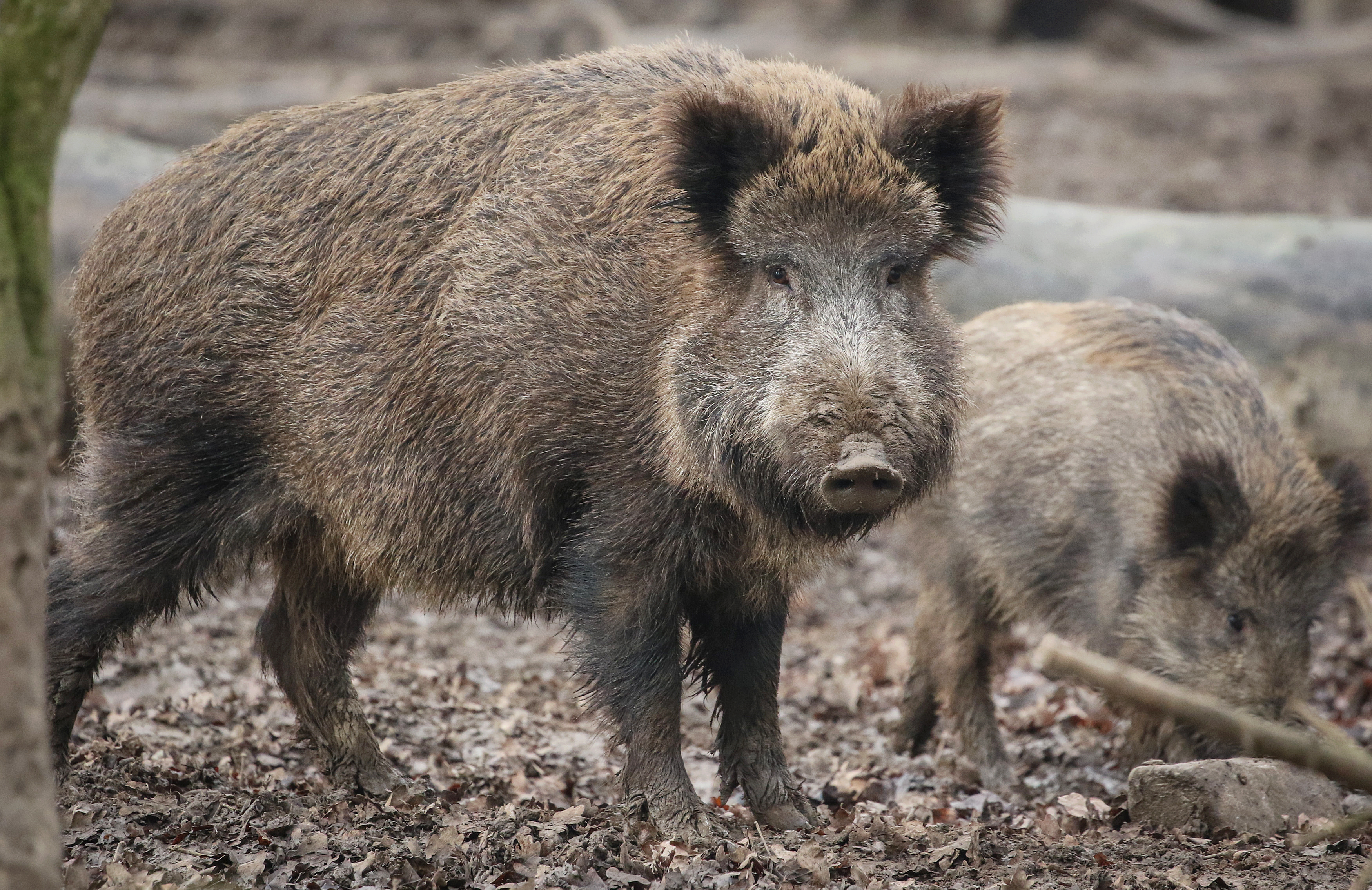 German Agriculture Ministry confirmed a first Swine Fever case in Germany