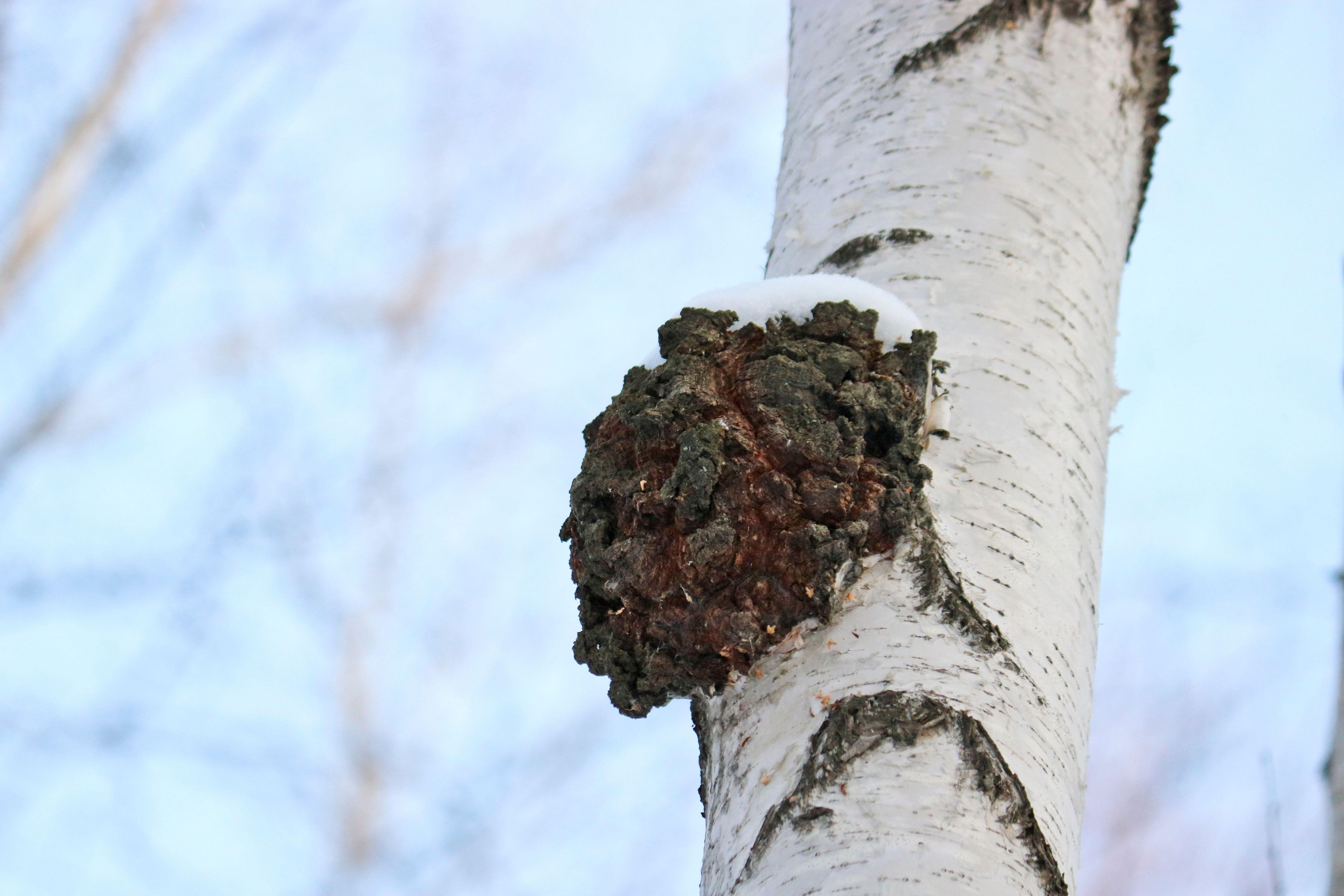 Chaga (Inonotus obliquus) is a fungus from the Hymenochaetaceae family. Potential medicine for coronavirus and cancer. It parasitizes birch trees.