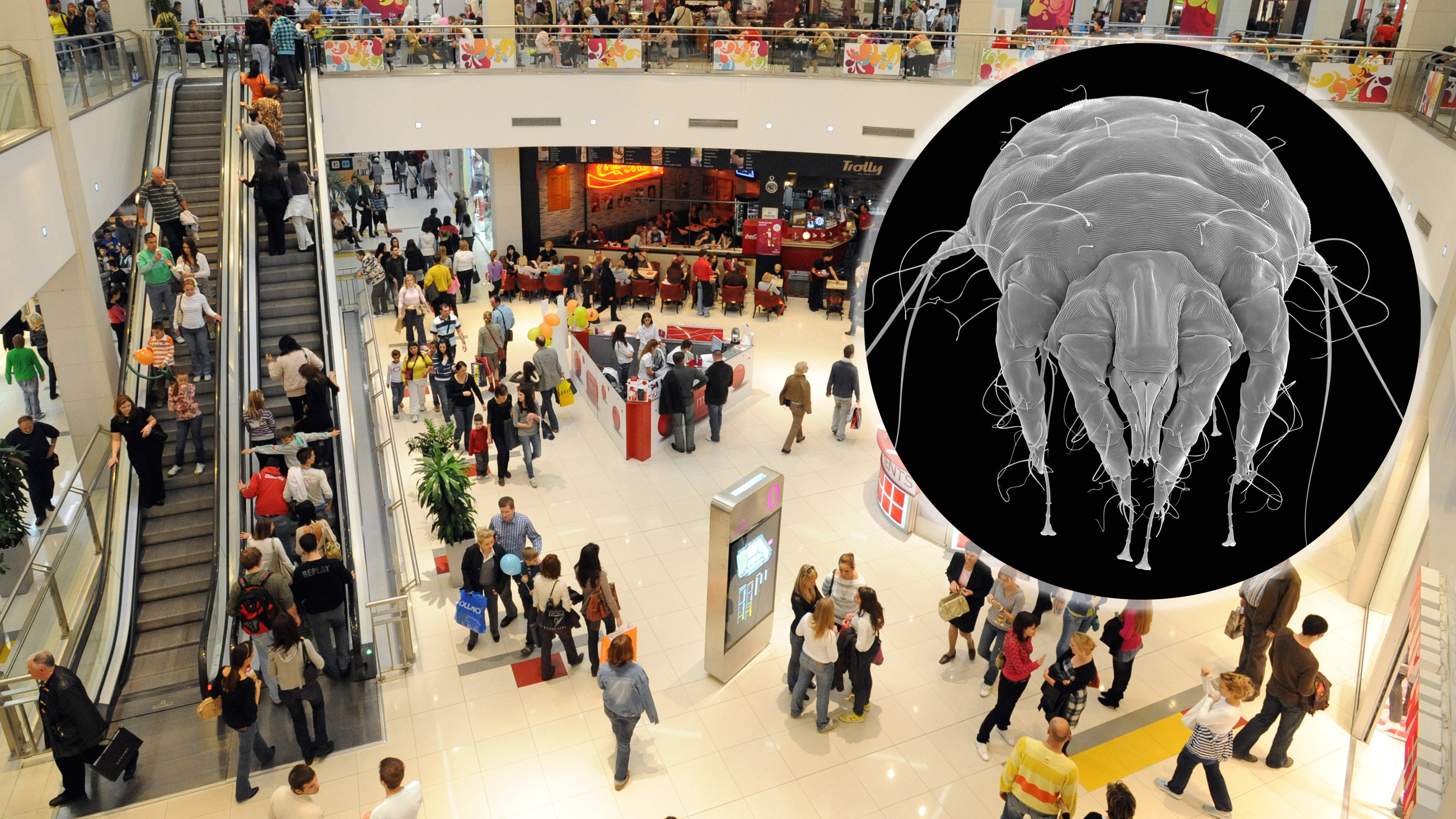 Tržni centar, šuga, kombo Foto: Shutterstock/bibiphoto/DENNIS KUNKEL MICROSCOPY / Sciencephoto / Profimedia