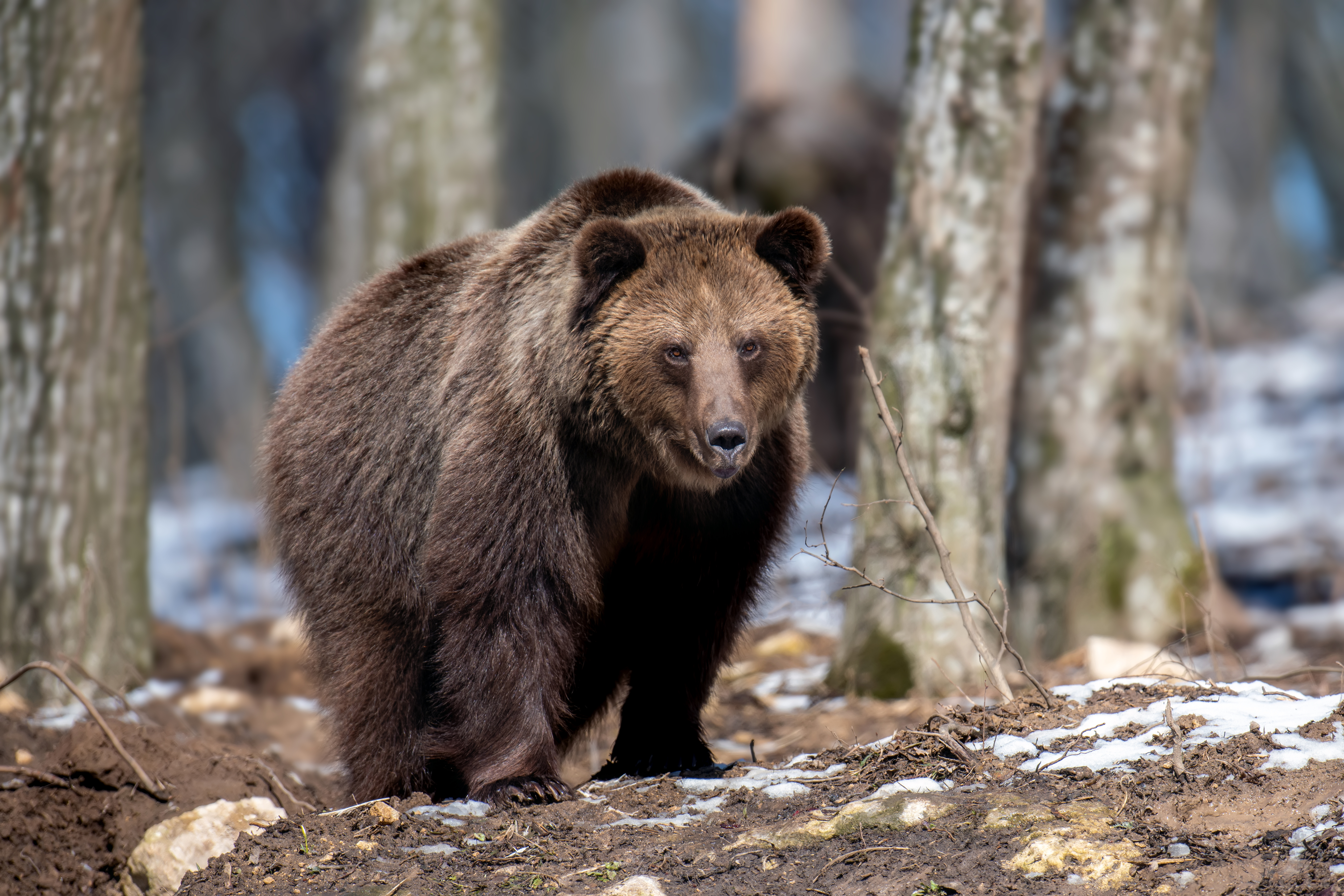 Brown,Bear,In,The,Forest,Up,Close.,Wildlife,Scene,From