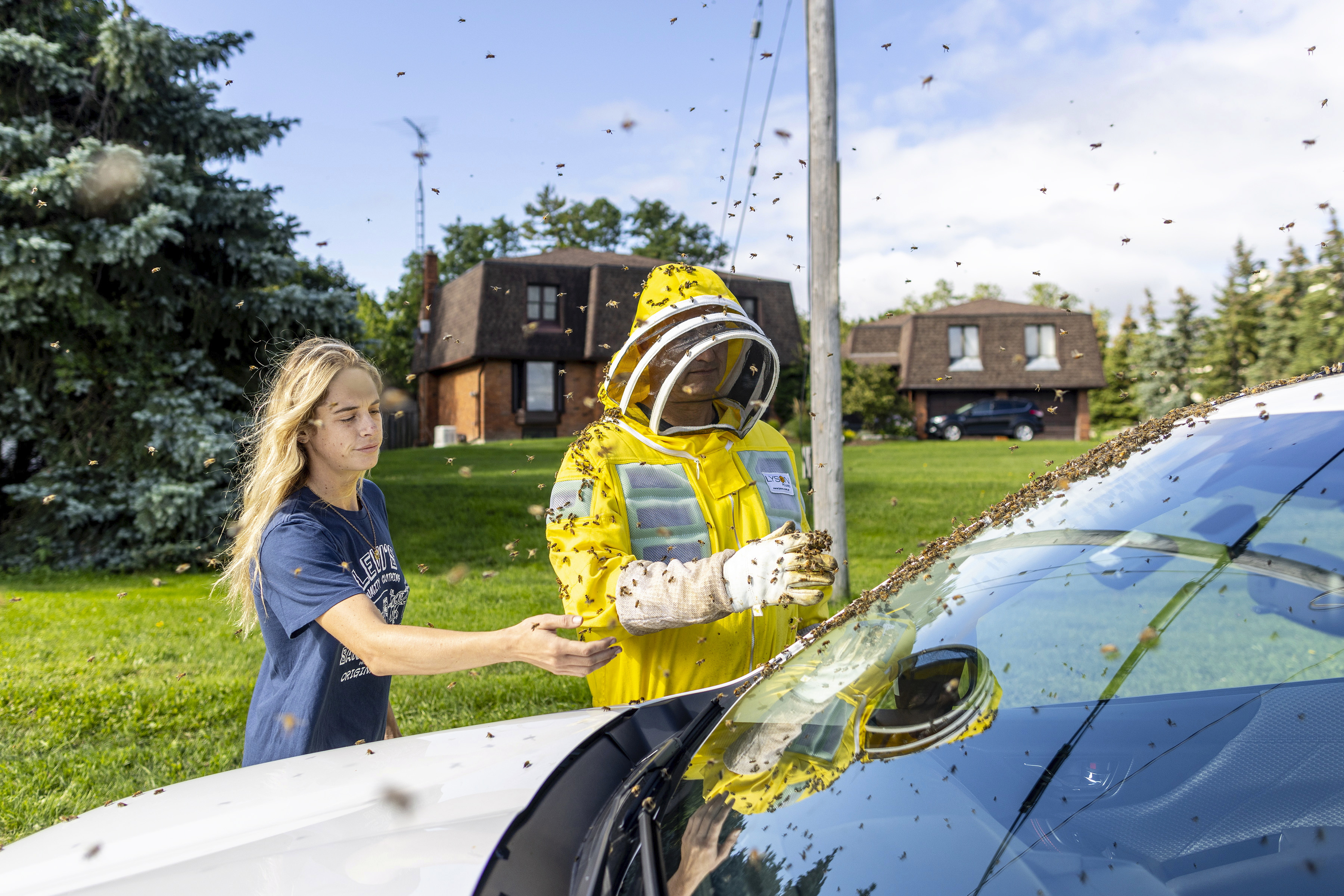 Canada Ontario Bee Crash