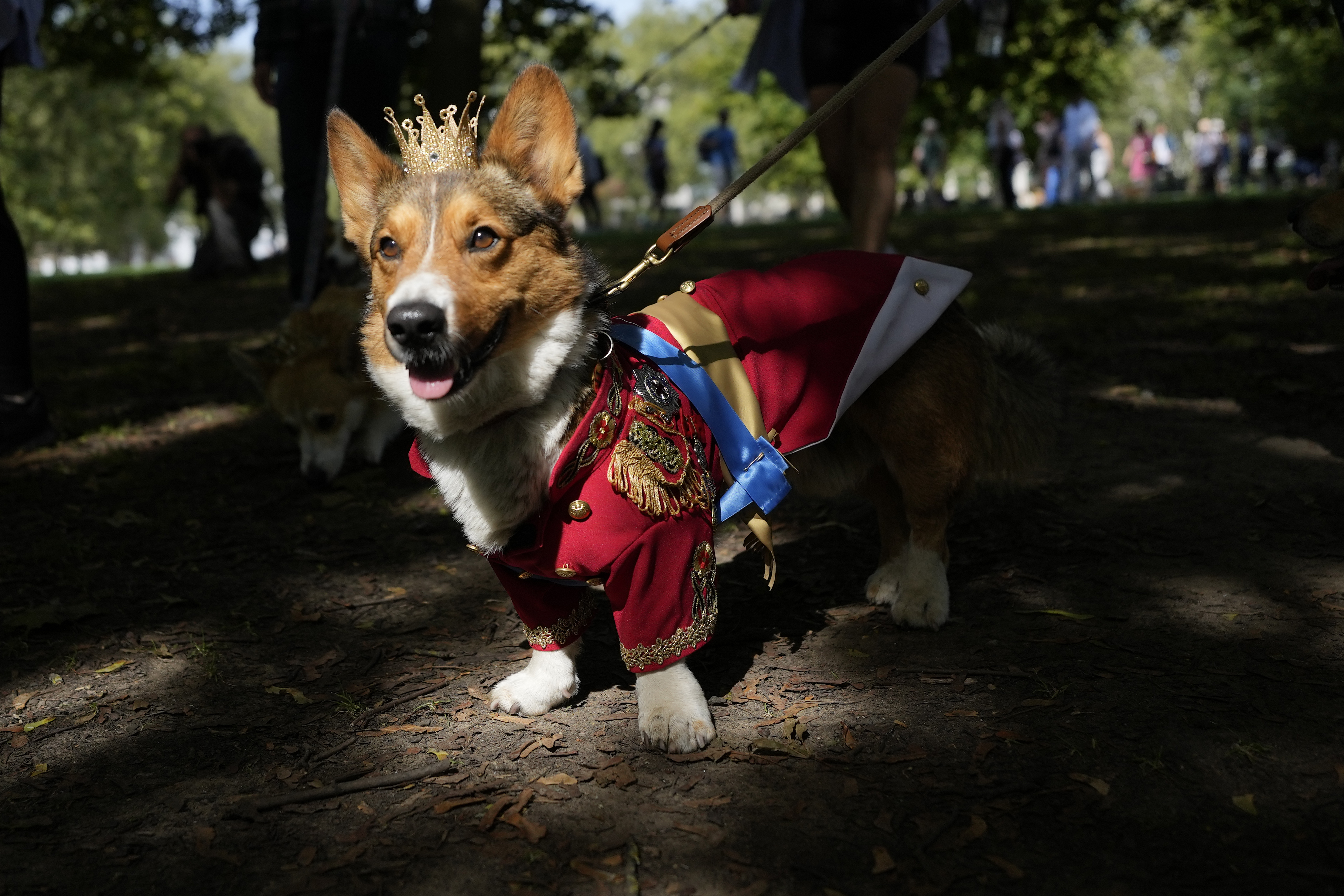 Britain  March of the Corgis