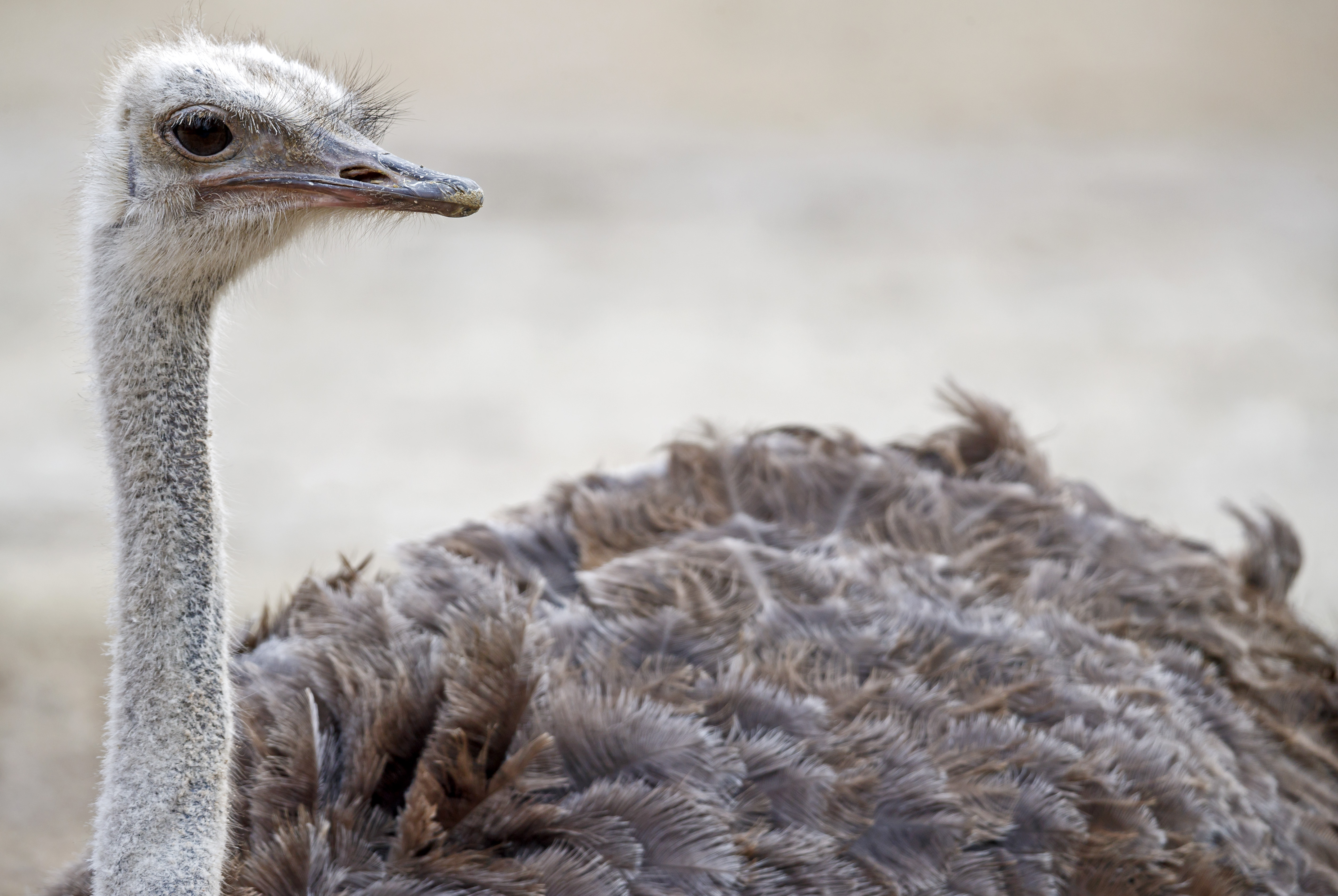 epa06631756 A ostrich (Struthio camelus) looks on at the zoo in Karlsruhe, Germany, 27 March 2018.  EPA-EFE/RONALD WITTEK