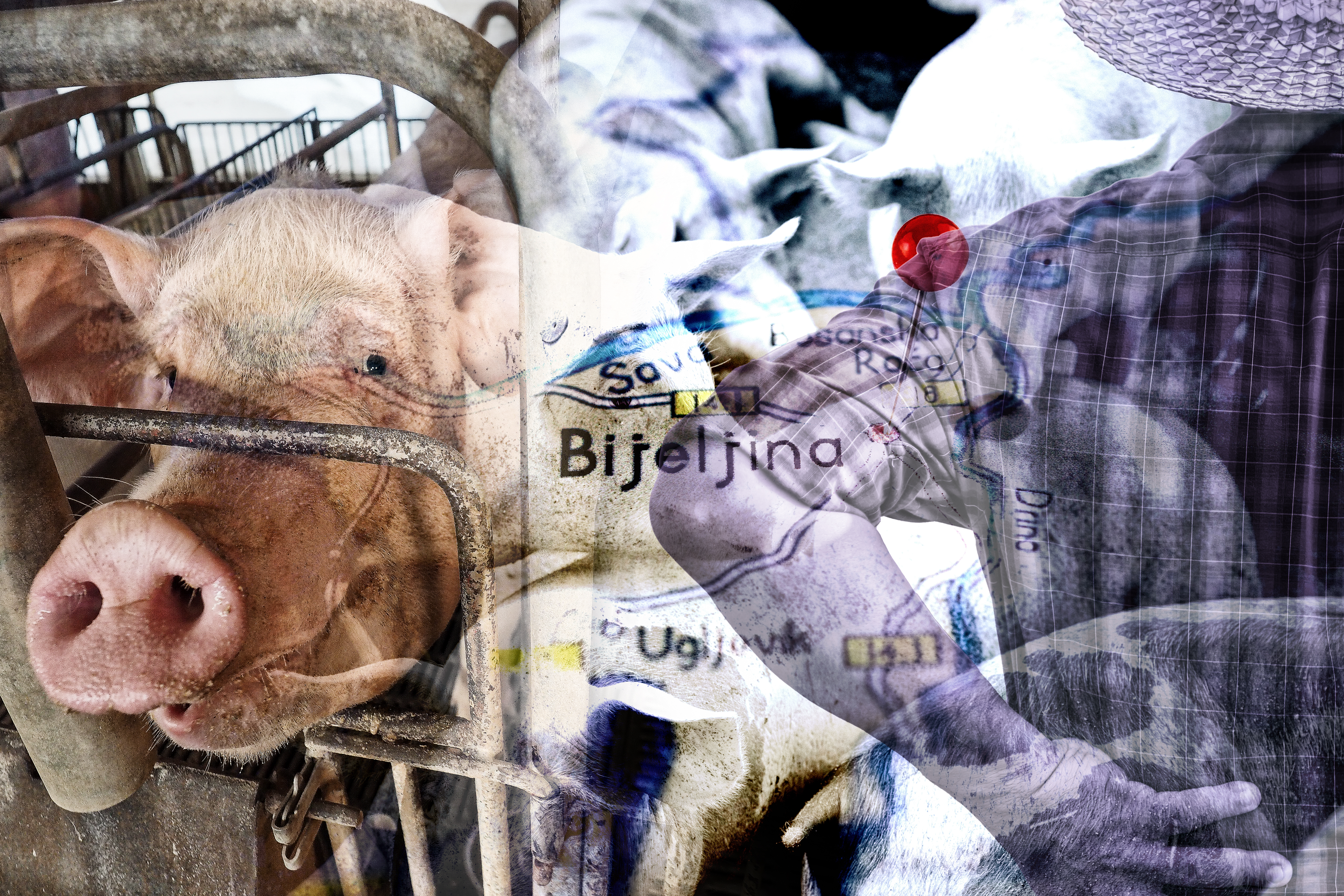 Svinje bolest Bijeljina pinned on a map of Bosnia and Herzegovina. Map with red pin point of Bijeljina in Bosnia and Herzegovina.