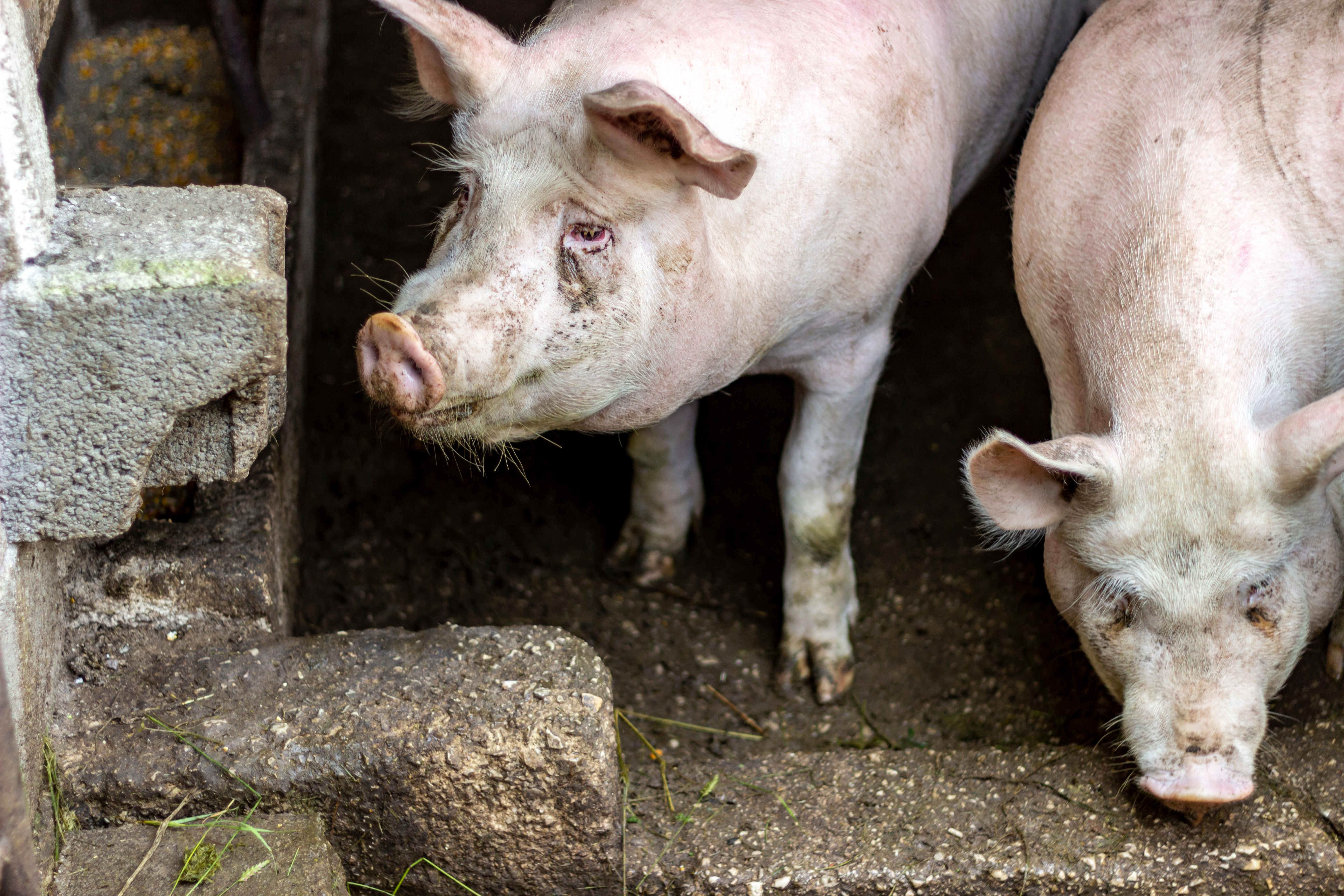 shutterstock_1663424893