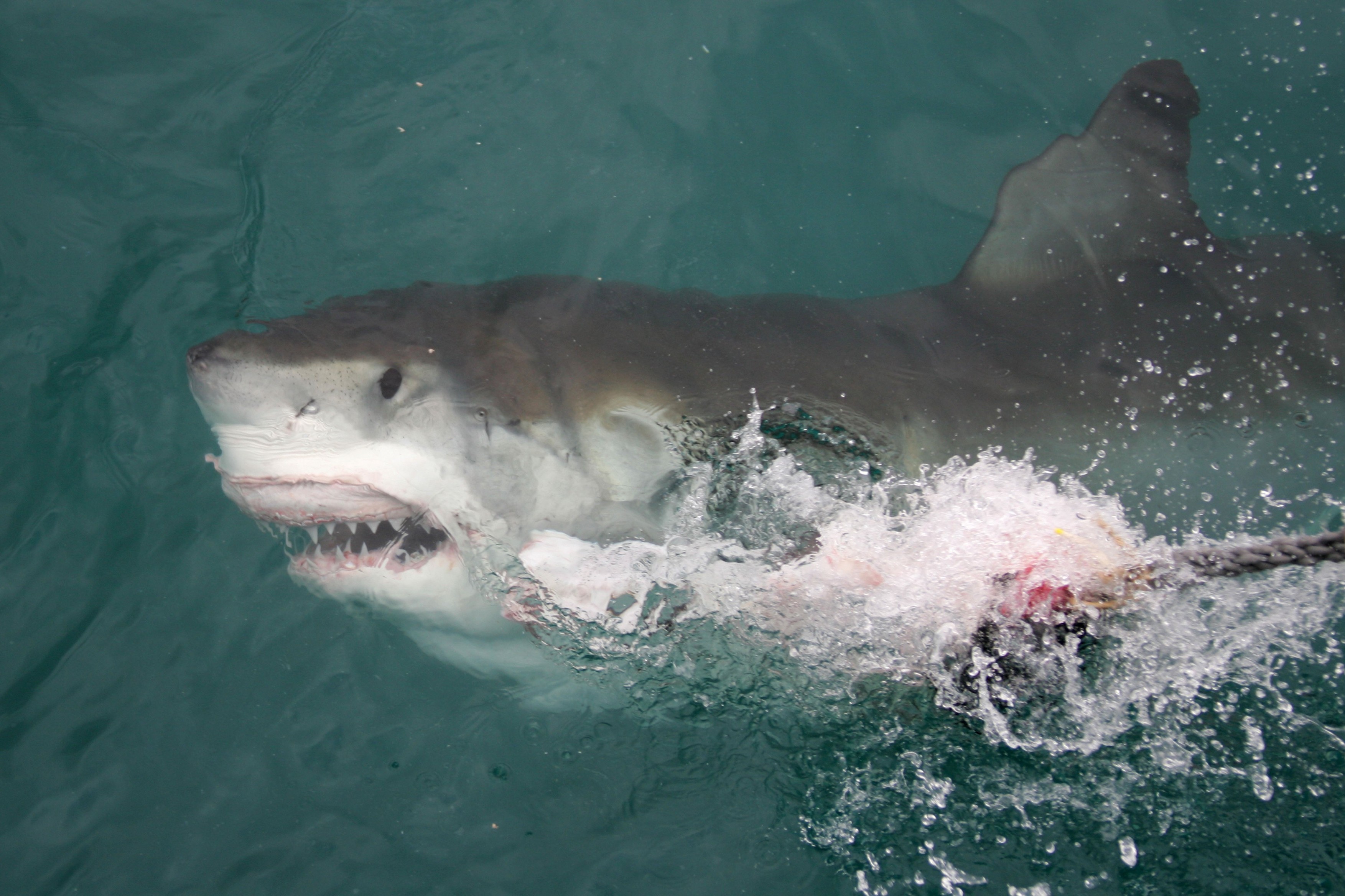 A white sharks attacks the bait at a cage dive in Gansbaai south Africa, the teeth are clearly visible